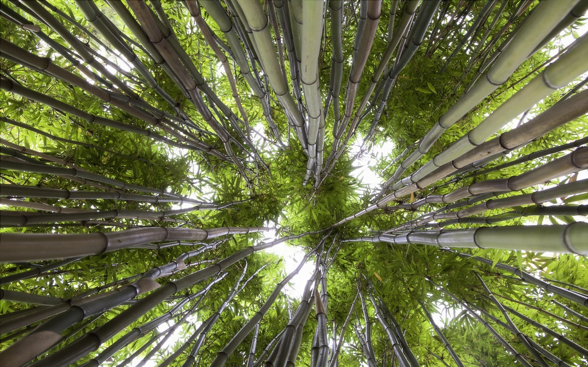 orman yaprak ahşap doğa flora ağaç bambu yemyeşil tropikal çevre güneş ışık büyüme yaz güzel hava kabuk orman şube manzara parlak