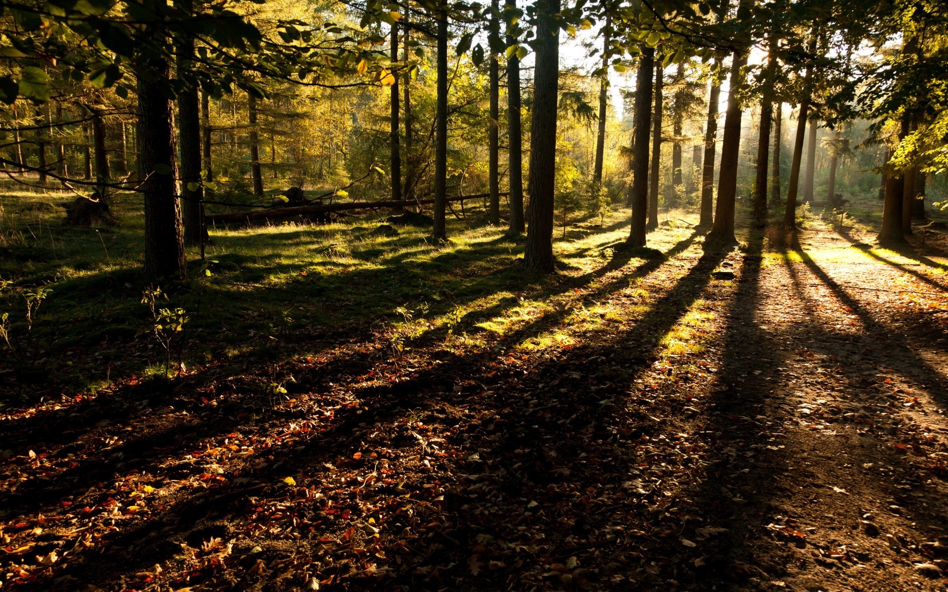 forest tree wood landscape guidance leaf nature road fall park light dawn shadow sun fair weather outdoors scenic