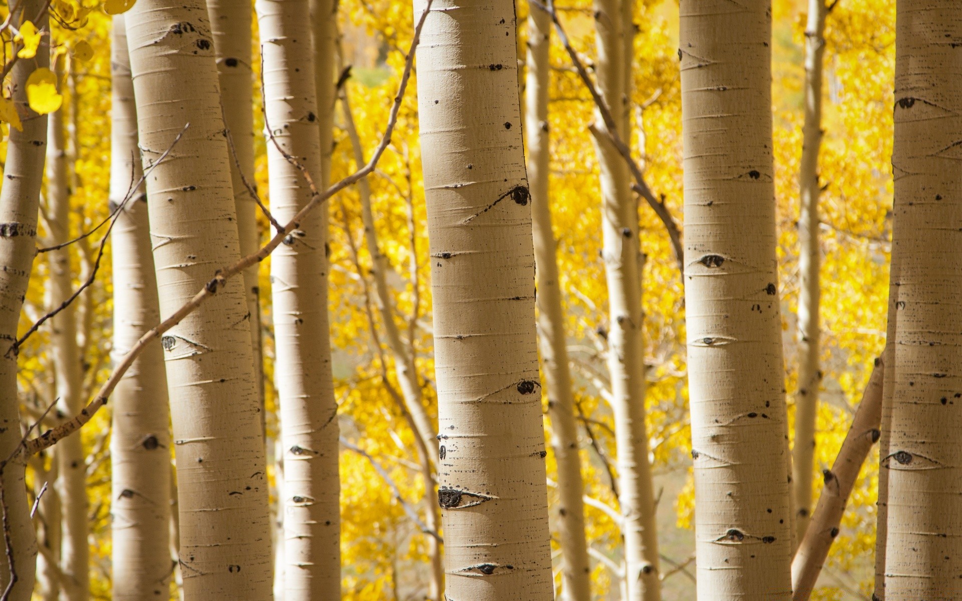 forest fall wood leaf gold color nature landscape desktop tree fair weather bark branch texture outdoors bright park birch