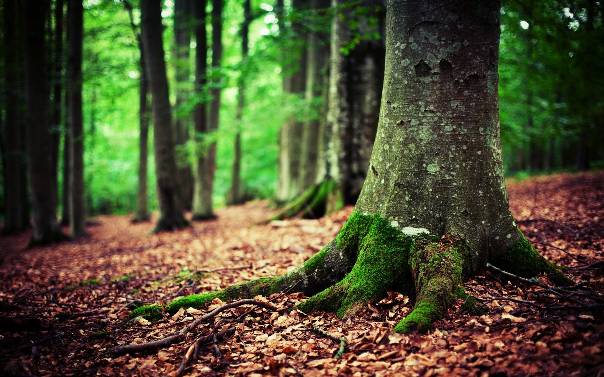 wald holz holz blatt natur herbst park landschaft moos kofferraum umwelt licht im freien saison sonne flora gutes wetter filiale