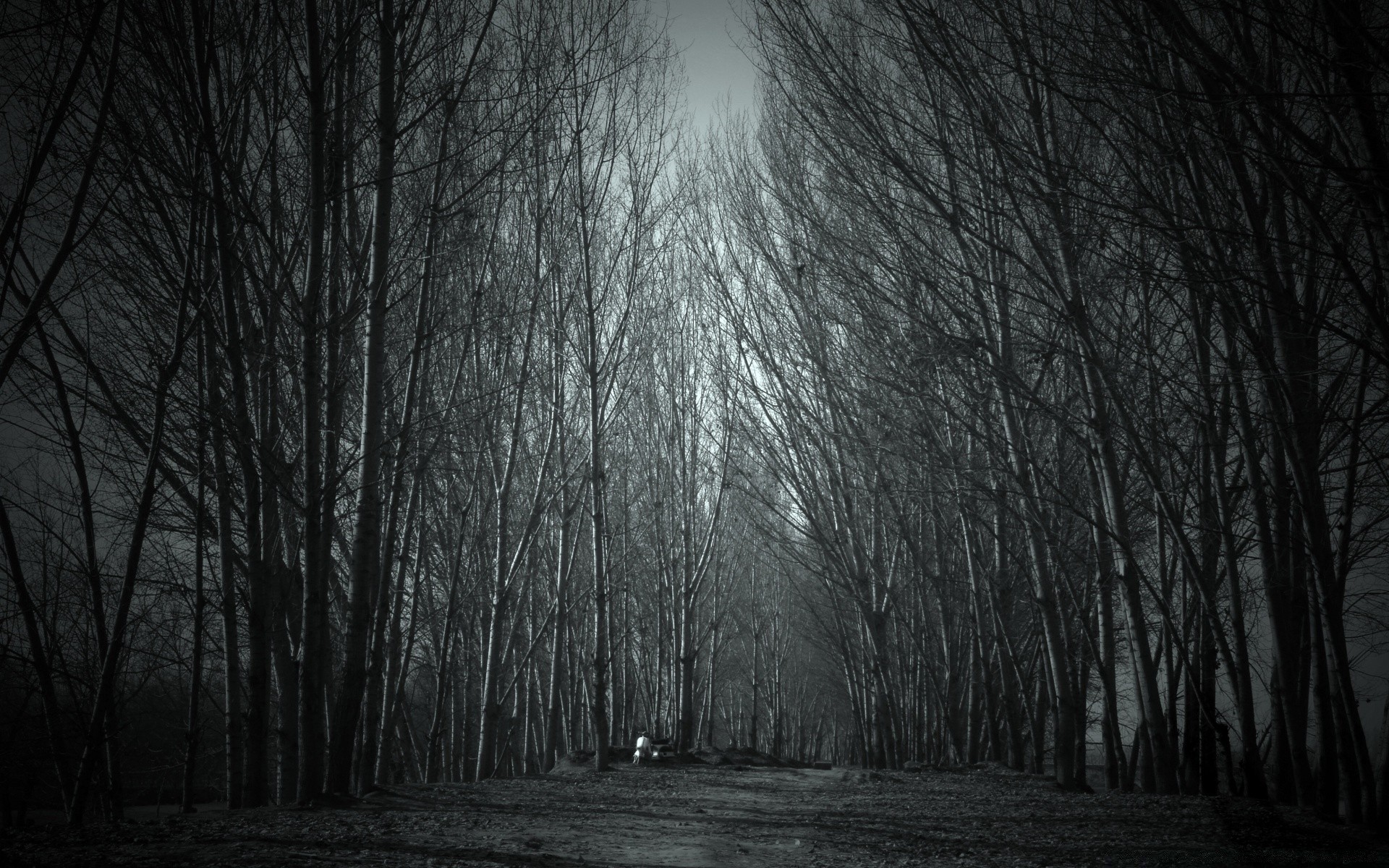 bosque árbol niebla madera otoño niebla paisaje invierno amanecer oscuro espeluznante naturaleza blanco y negro monocromo sombra parque nieve hoja