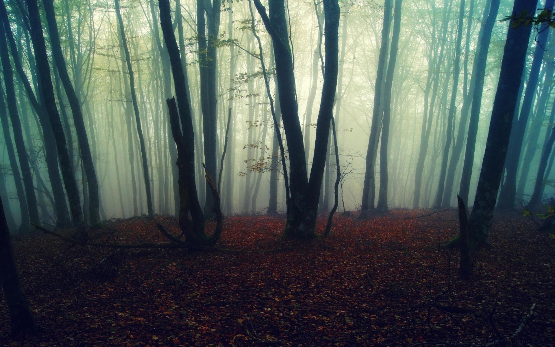 foresta nebbia nebbia legno paesaggio autunno alba natura albero luce sole foschia il mistero la luce ombra parco foglia inquietante tempo permettendo