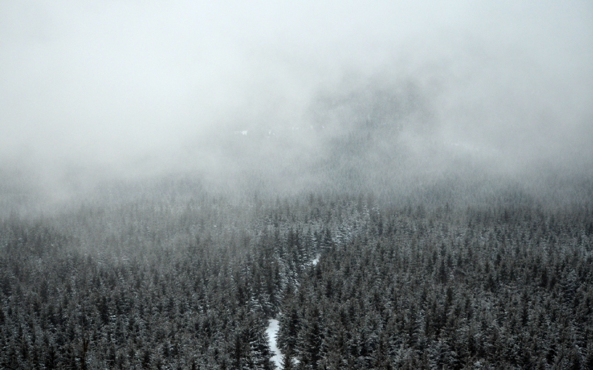 forêt brouillard paysage brouillard arbre nature aube hiver à l extérieur météo bois neige