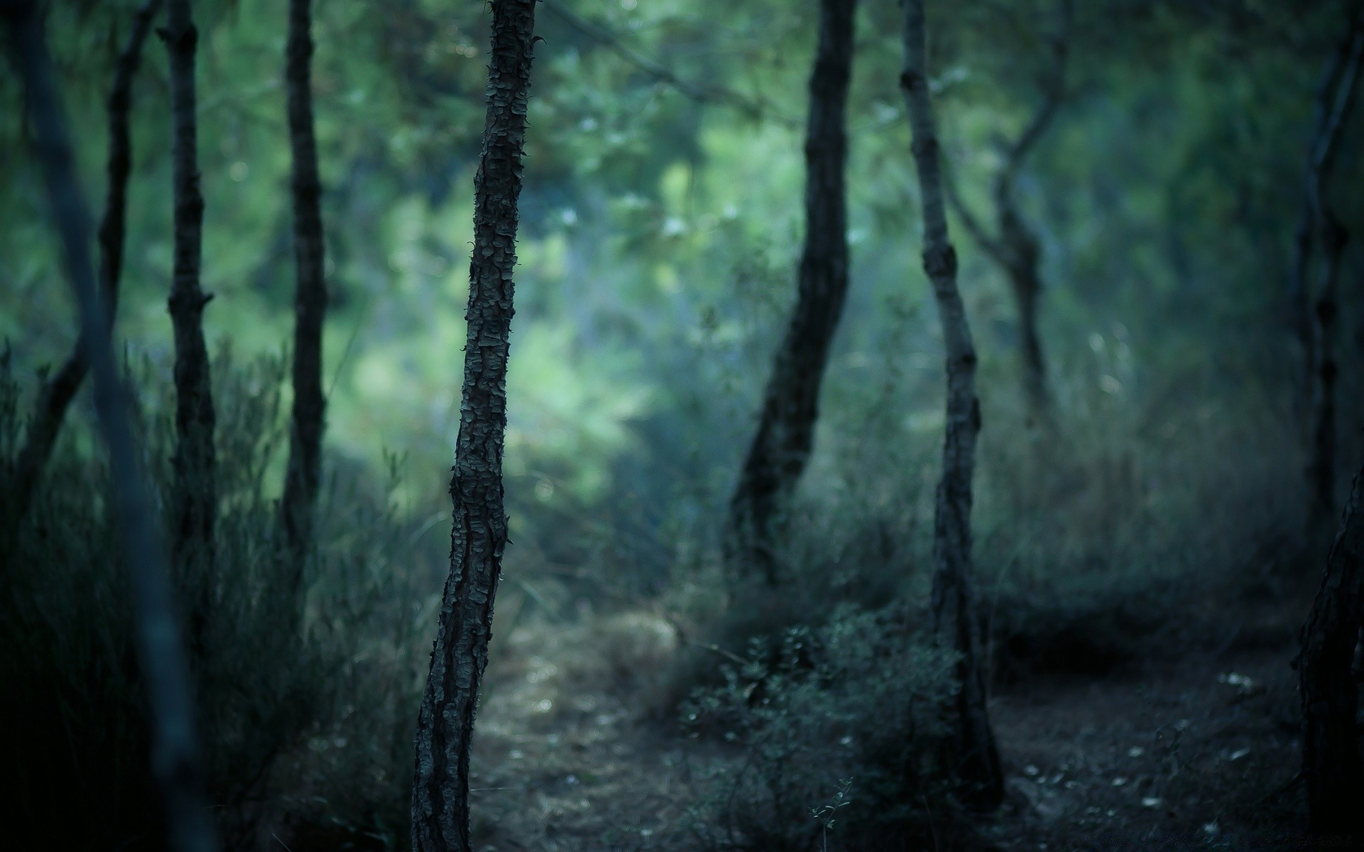 bosque madera naturaleza árbol hoja paisaje agua escritorio al aire libre buen tiempo niebla