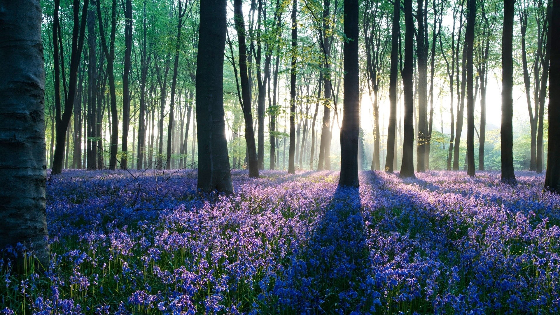 las kwiat natura drewno krajobraz flora hiacynt liść dywan drzewo park wiosna sezon sceniczny środowisko ogród na zewnątrz kolor kwiatowy buk