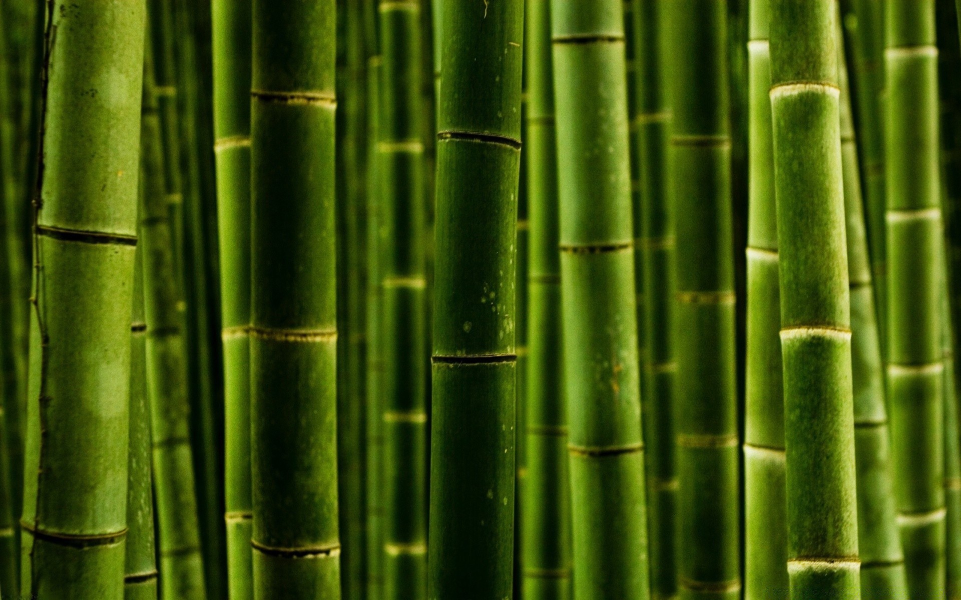 forest bamboo leaf zen flora growth lush husk harmony nature tropical environment garden texture ecology desktop art line