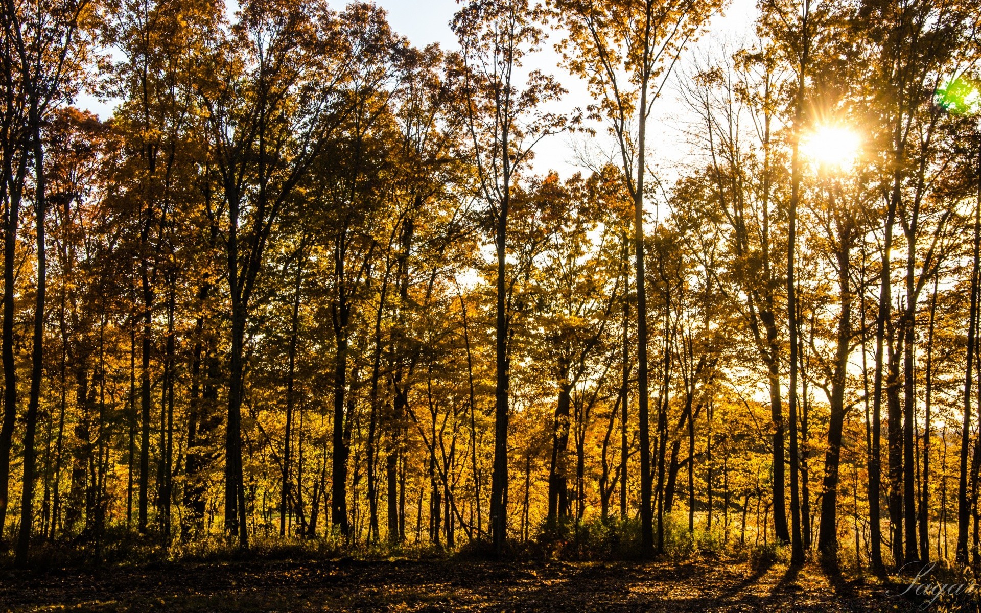 forest wood fair weather nature sun fall leaf tree landscape dawn outdoors season bright park branch rural countryside fog environment sunbeam