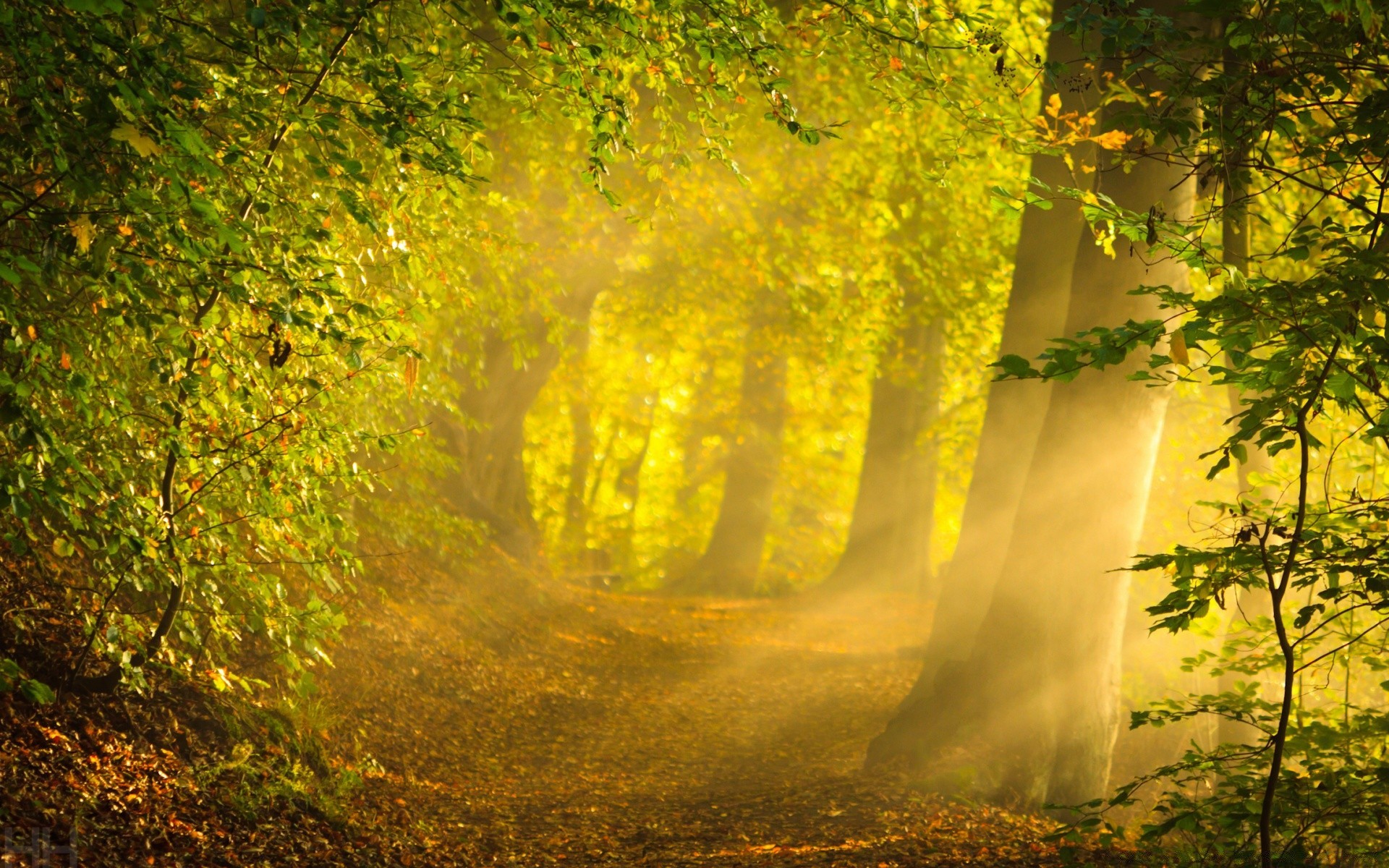 wald herbst holz blatt holz nebel landschaft natur nebel park dämmerung im freien üppig tageslicht licht gutes wetter landschaftlich hell