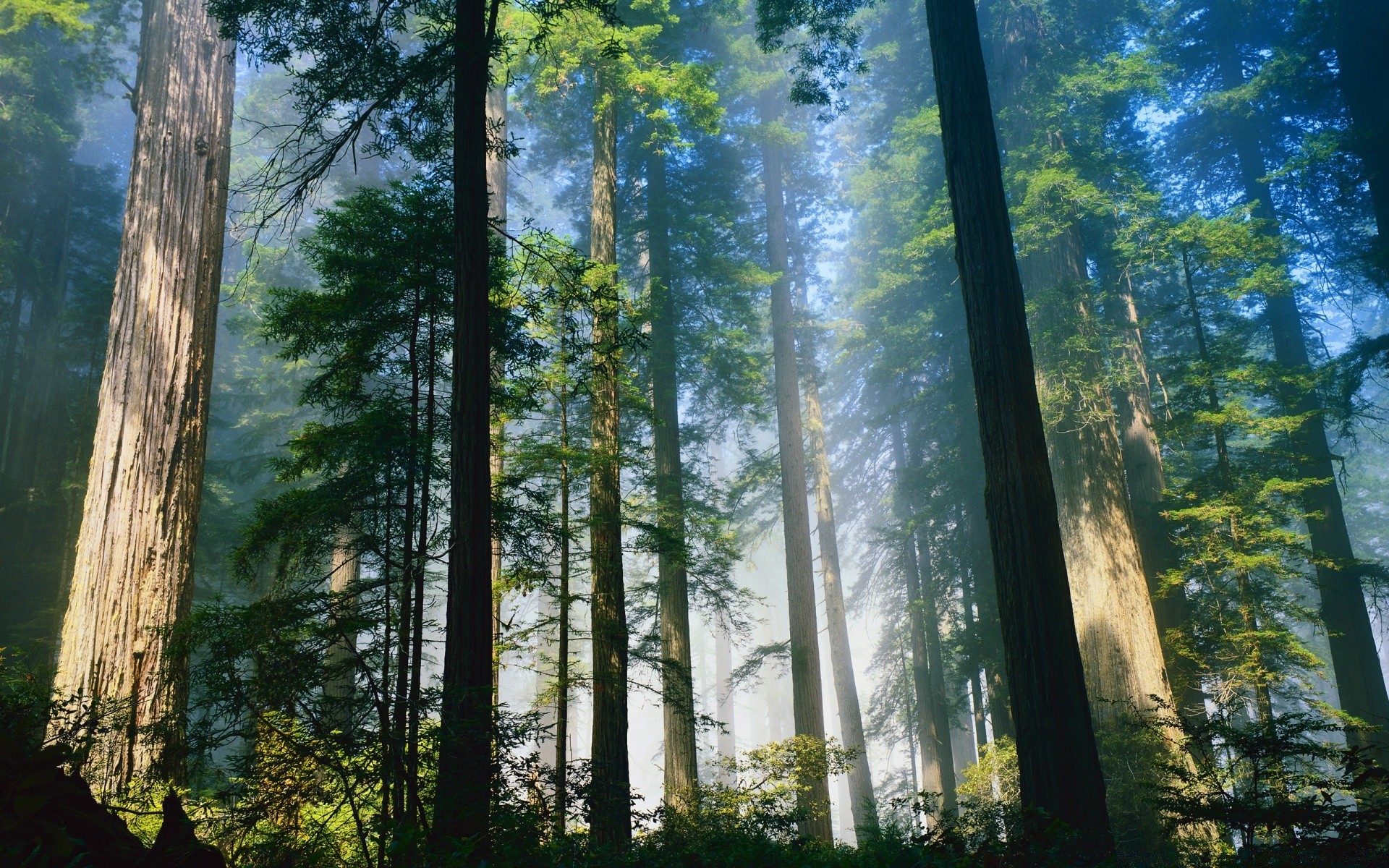 forest wood tree landscape nature park conifer scenic fair weather daylight environment leaf dawn mist outdoors sun fog wild evergreen fall