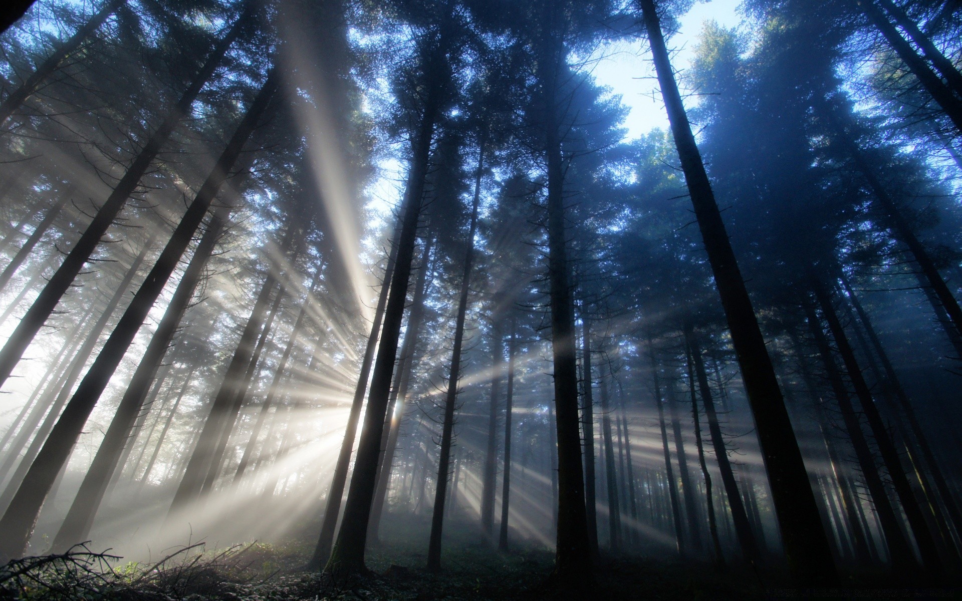 forêt ville lumière réflexion arbre urbain paysage nature aube brouillard maison