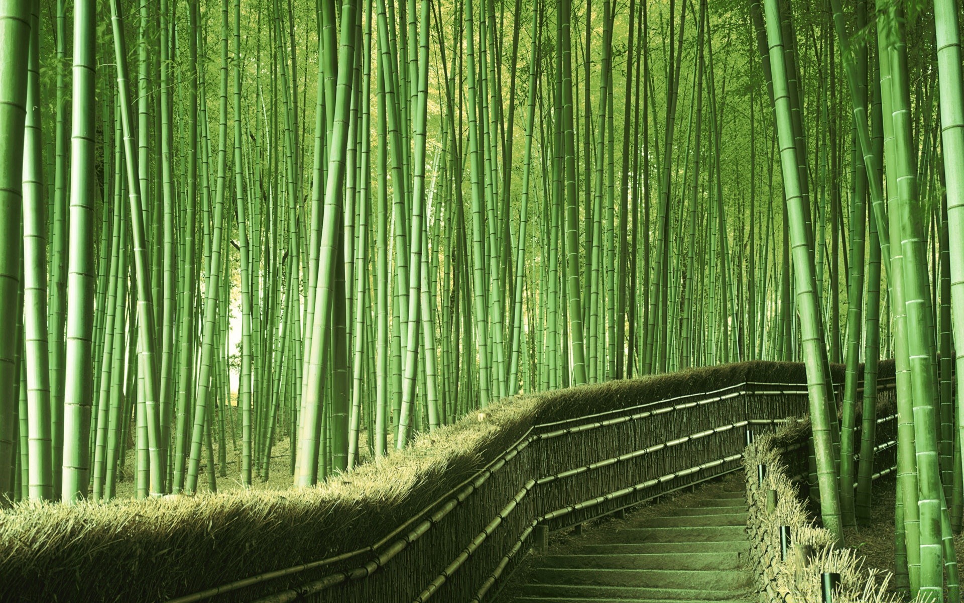 forest bamboo leaf wood nature lush flora tree