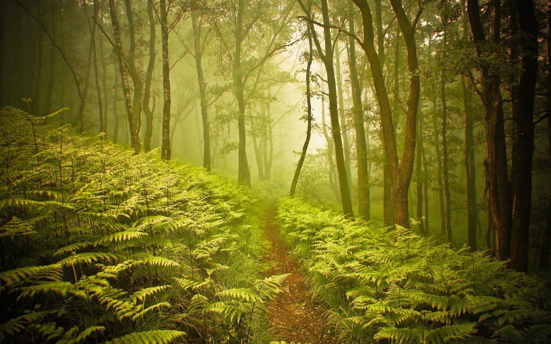 forest wood leaf nature landscape tree fern park lush dawn mist environment sun rainforest fog fall light growth outdoors fair weather