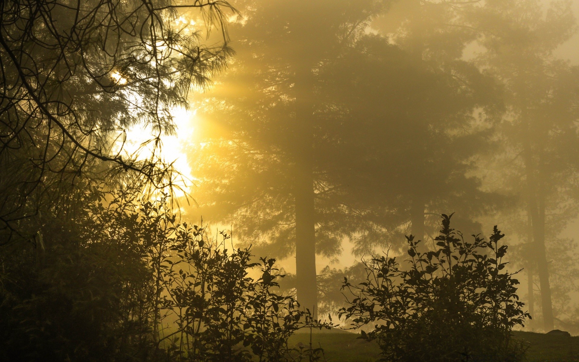 foresta albero nebbia alba paesaggio silhouette inverno luce nebbia legno natura tramonto illuminato all aperto sole