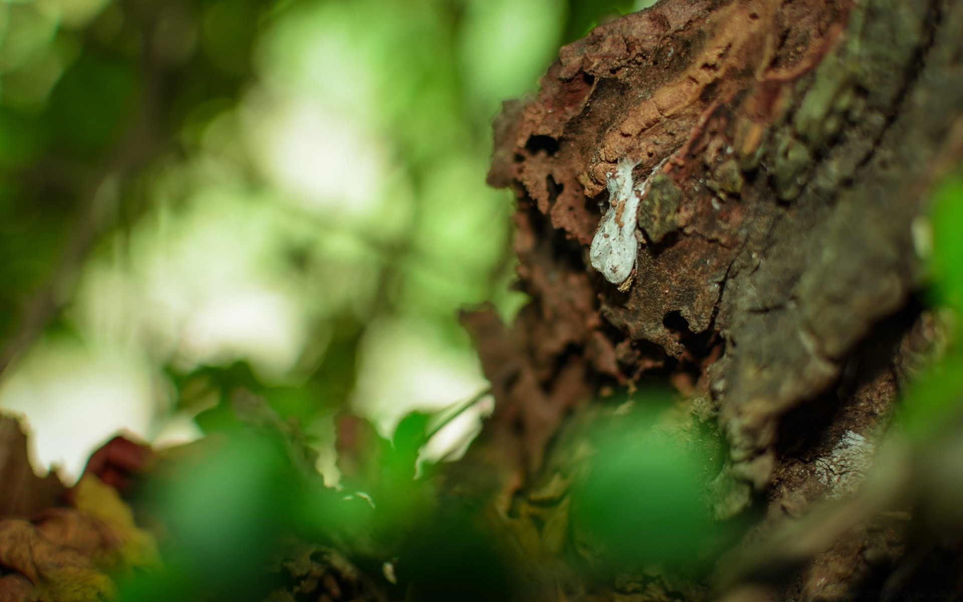 wald holz blatt holz natur unschärfe im freien herbst wachstum sommer