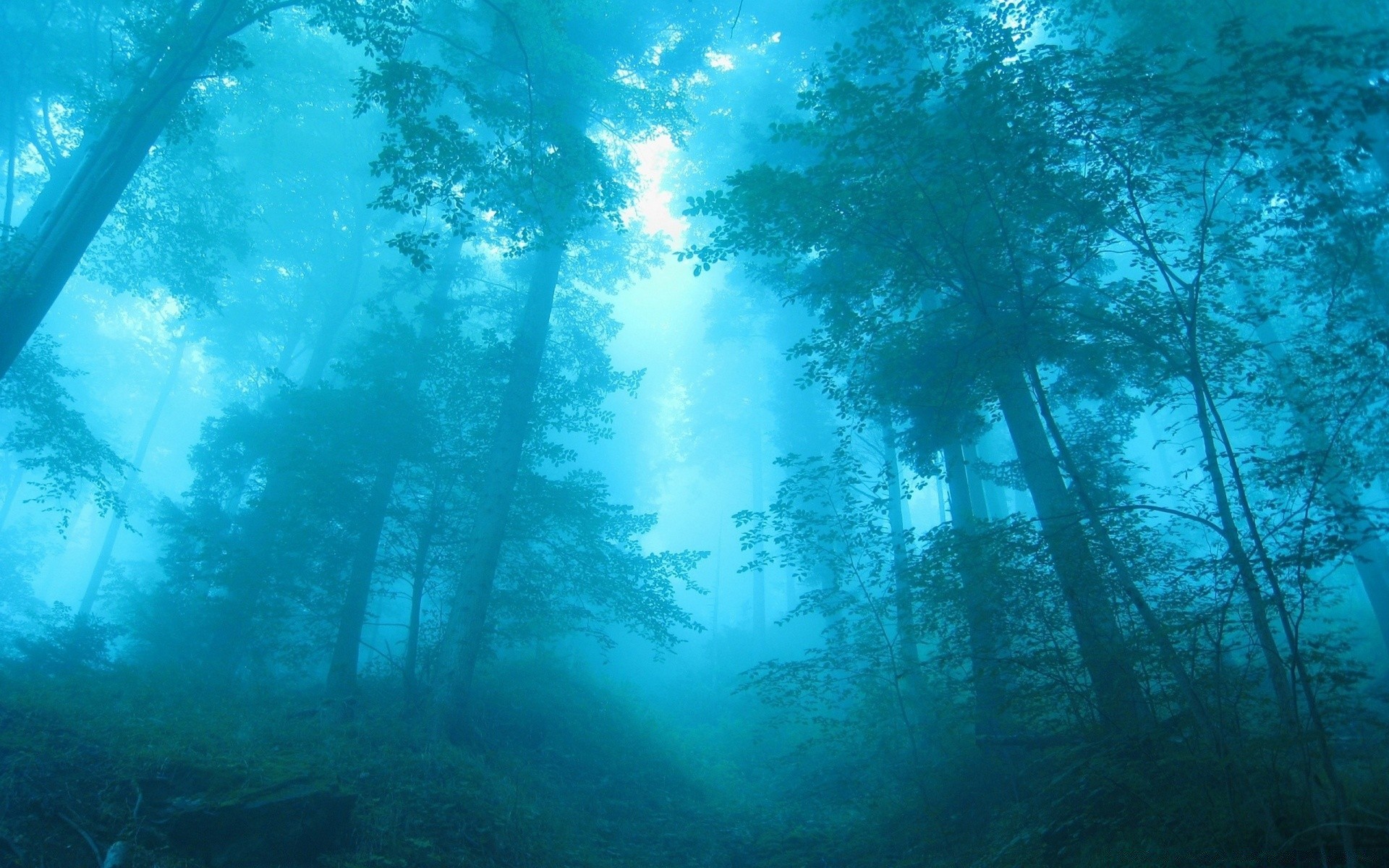 forest environment water light desktop nature underwater