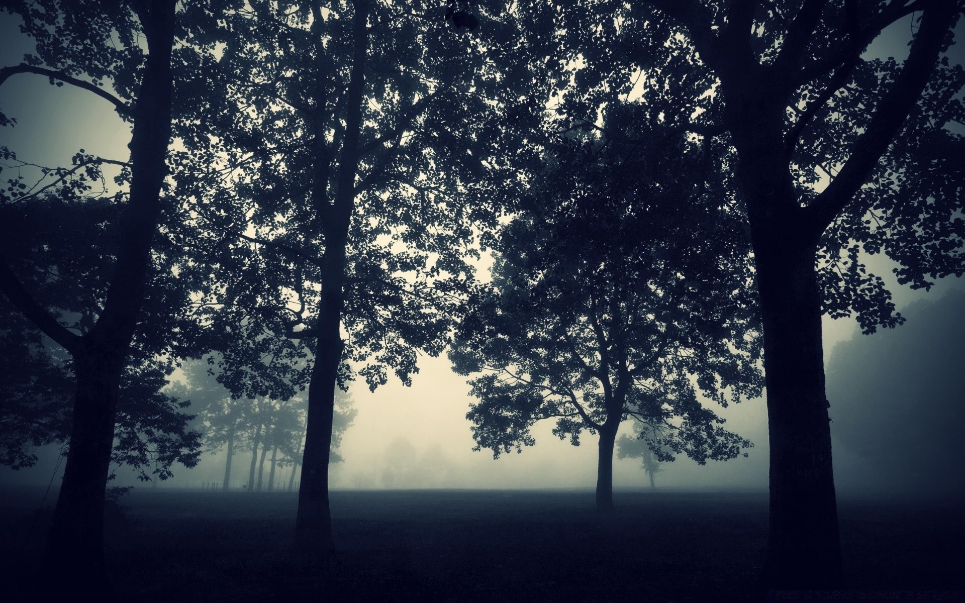 forest tree fog dawn wood landscape mist nature backlit sun leaf silhouette fair weather branch