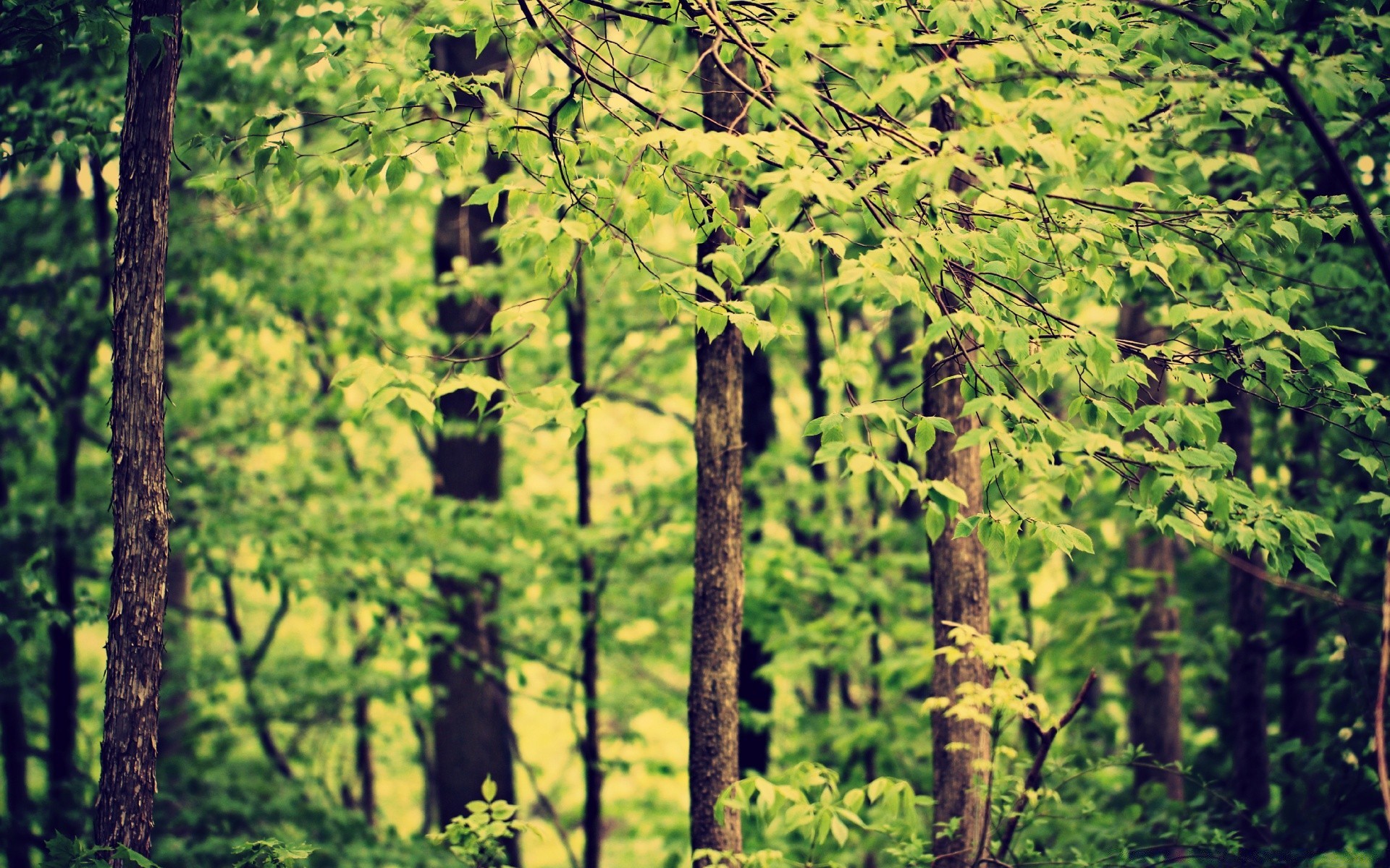 forêt bois arbre nature paysage feuille à l extérieur scénique flore conifères evergreen lumière du jour environnement saison parc paysage scène été croissance