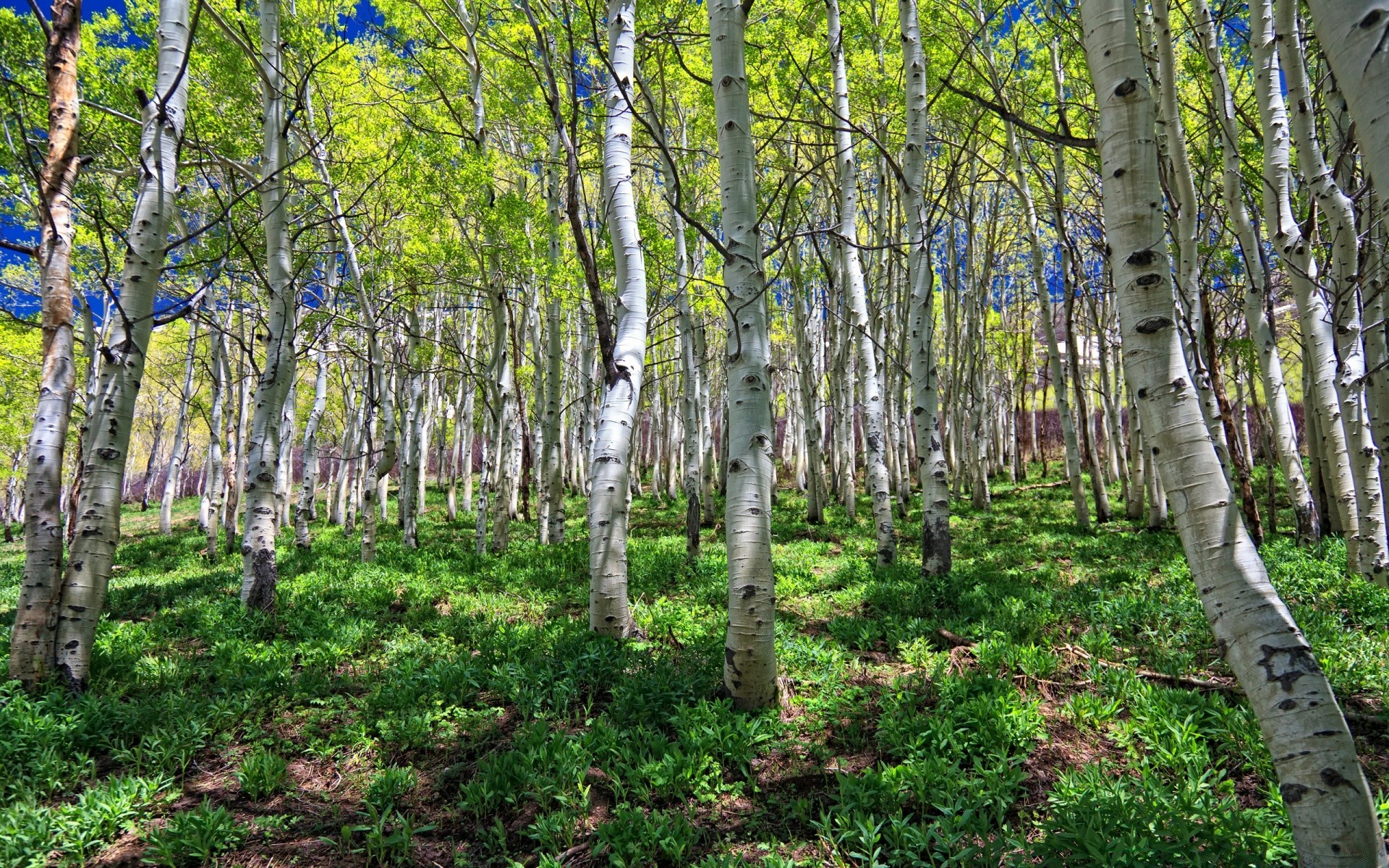 bosque madera paisaje naturaleza hoja árbol escena medio ambiente tronco flora buen tiempo parque escénico paisaje rural espectáculo temporada exuberante abedul al aire libre