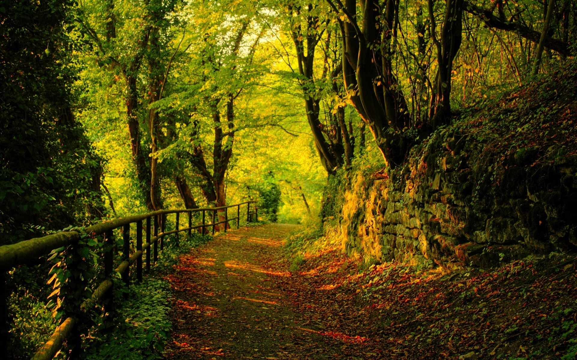 wald holz blatt landschaft baum herbst natur park dämmerung im freien üppig gutes wetter führung landschaftlich fußweg landschaft sonne umwelt nebel