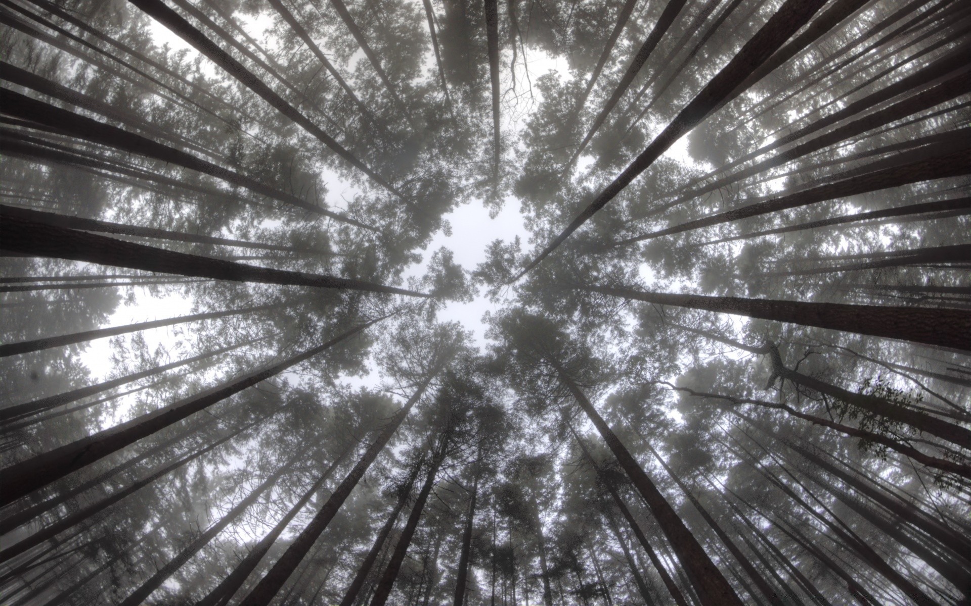 wald abstrakt baum muster holz desktop hell futuristisch licht stadt