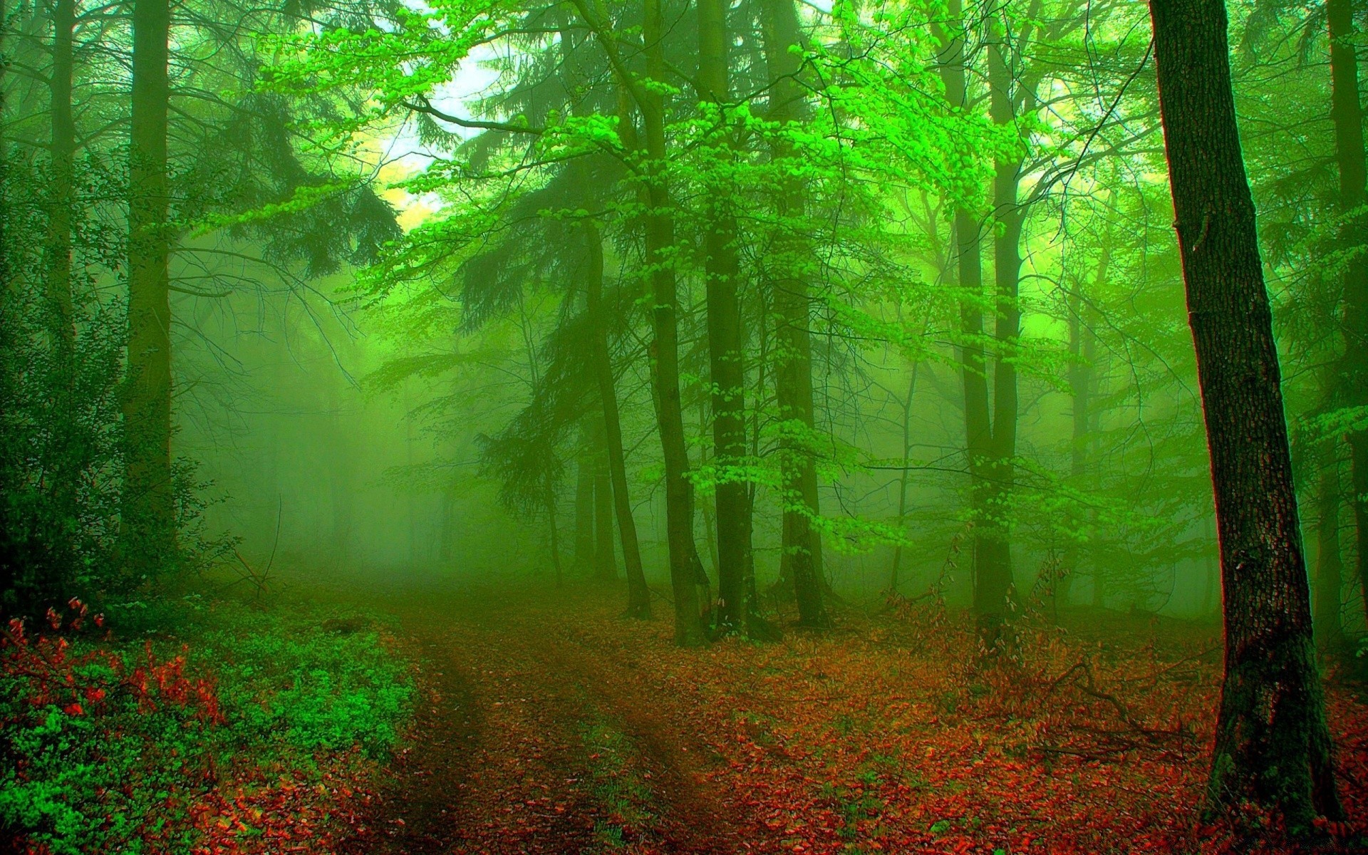 wald holz nebel nebel blatt landschaft baum natur herbst sanbim dämmerung park üppig sonne gutes wetter umwelt licht landschaft hinterleuchtet