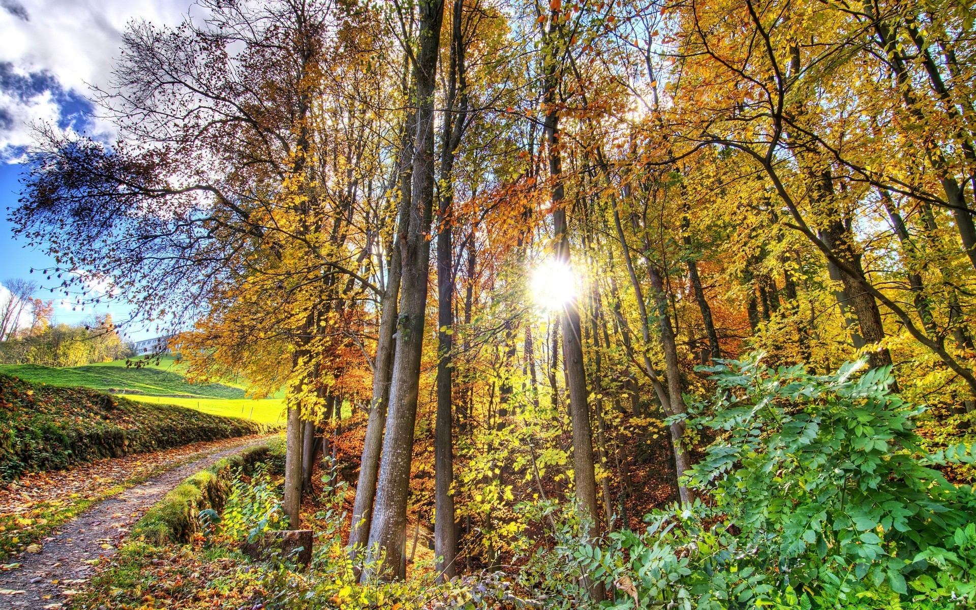 wald holz herbst blatt landschaft baum natur park saison guide landschaft landschaftlich straße gutes wetter szene des ländlichen des ländlichen raums dämmerung sonne zweig hell