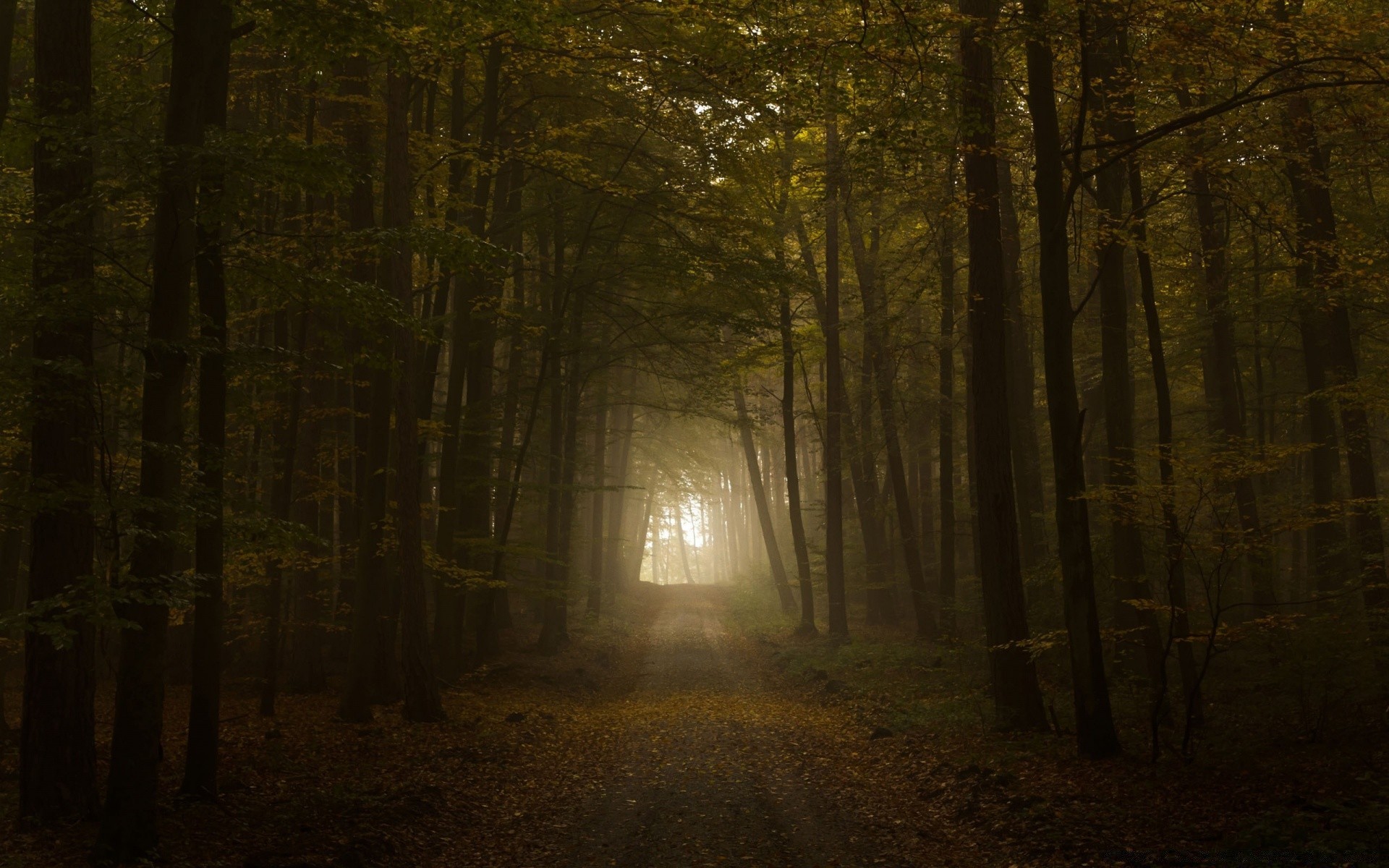 forest fog eerie light fall wood mist tree mystery dark landscape leaf dawn park