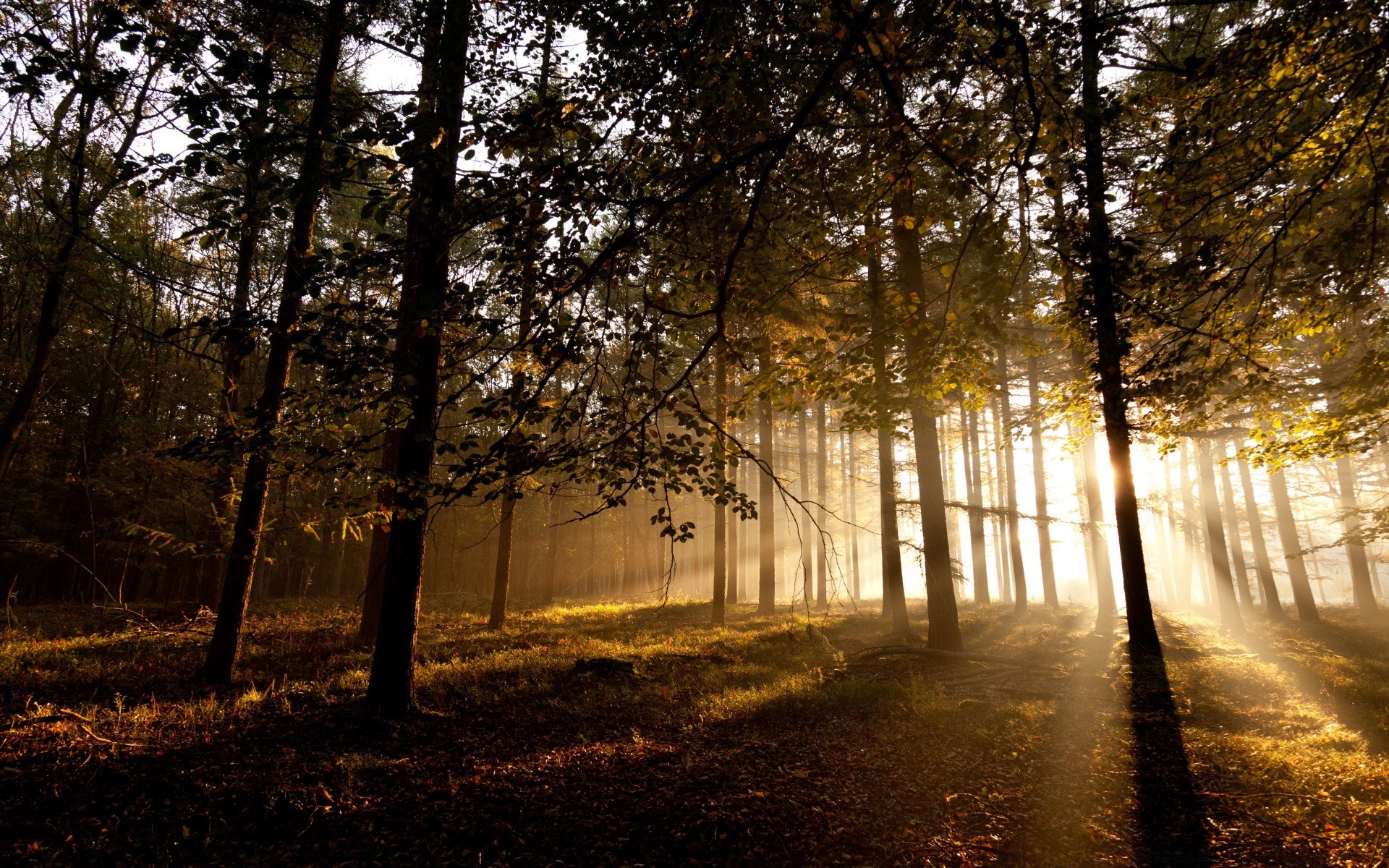 forest tree fall fog landscape dawn mist wood sun nature fair weather light leaf park shadow branch road outdoors