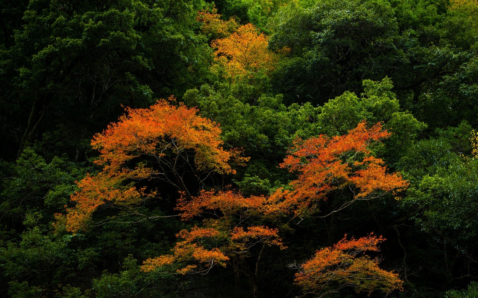 bosque otoño hoja árbol arce madera naturaleza paisaje al aire libre parque exuberante luz del día brillante escénico temporada medio ambiente