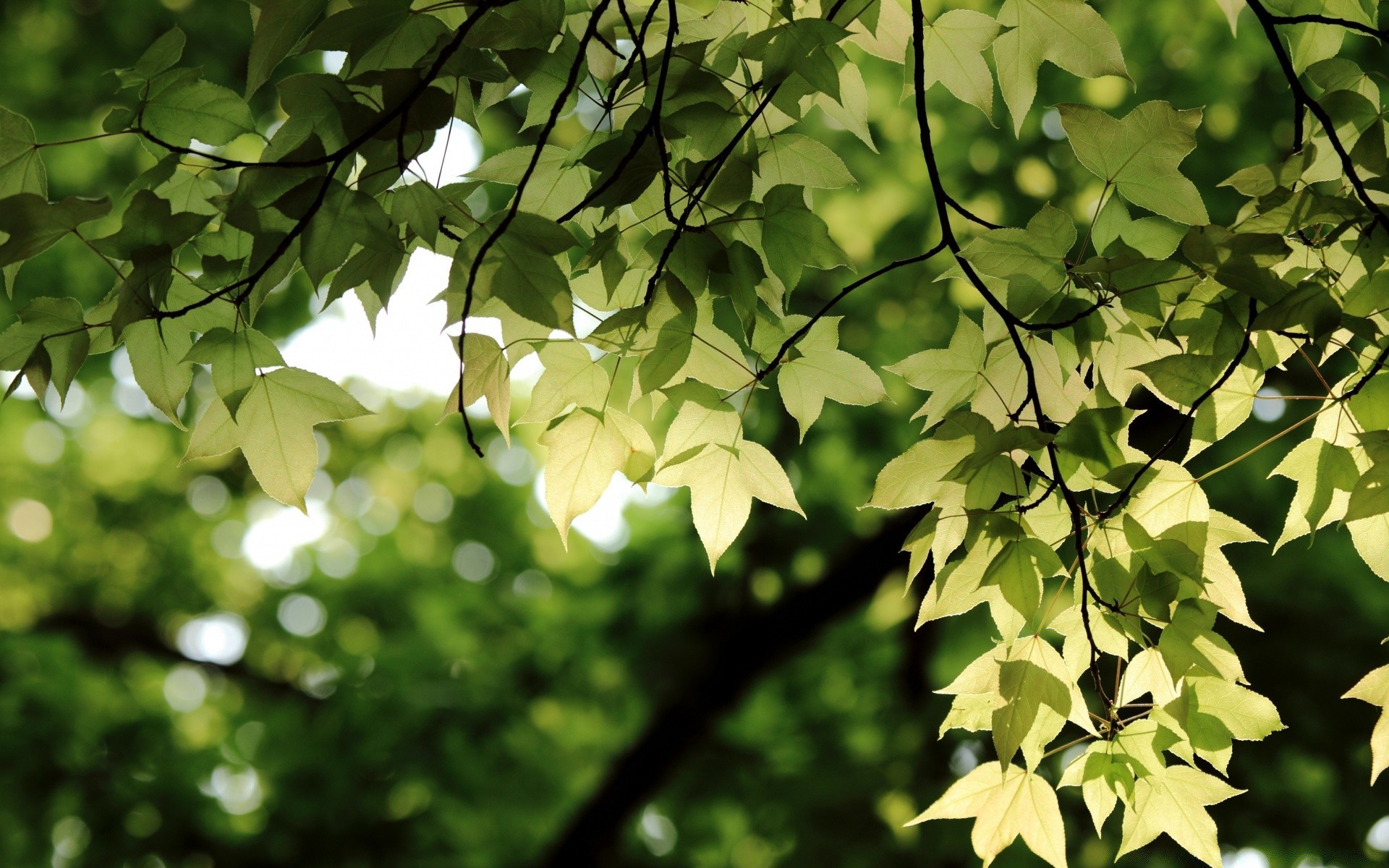 forest leaf flora nature growth tree garden lush bright branch summer environment fair weather desktop wood sun outdoors color close-up park