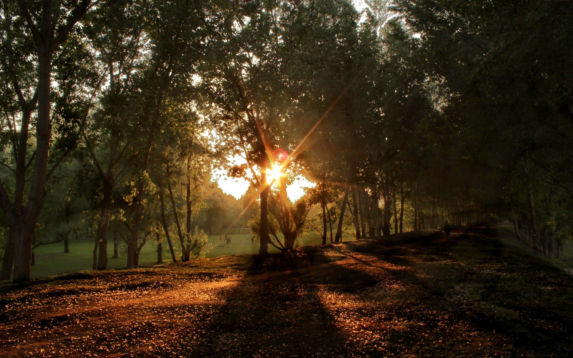 bosque árbol madera luz paisaje naturaleza amanecer niebla sol otoño parque niebla buen tiempo