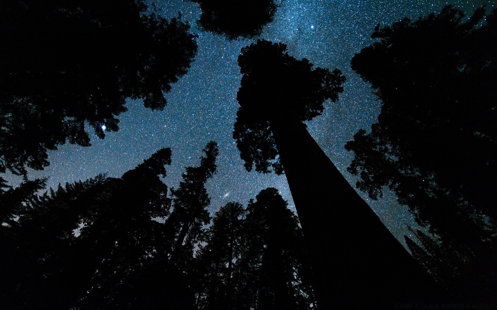 forest silhouette landscape tree backlit light sky moon outdoors daylight nature desktop dawn evening shadow weather dark