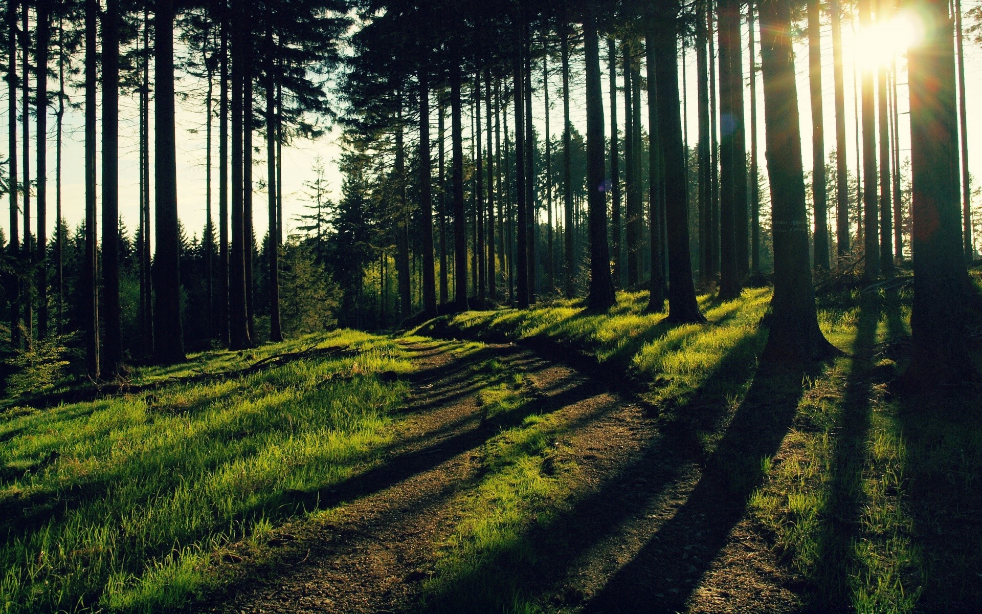 forêt paysage bois bois nature à l extérieur lumière soleil aube beau temps environnement parc