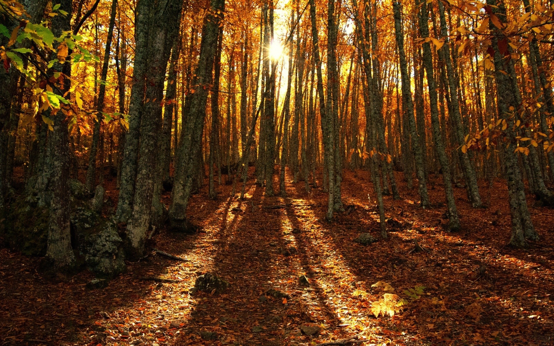 wald holz holz blatt herbst landschaft park natur führung landschaftlich gutes wetter licht dämmerung im freien jahreszeit gold fußweg umwelt sonne straße