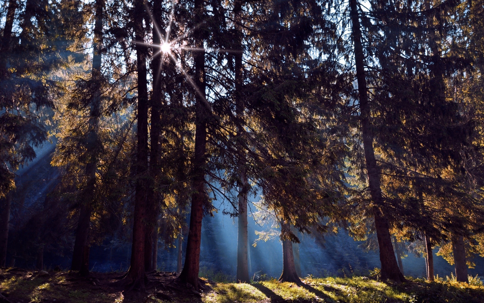 forest tree wood nature landscape dawn fair weather sun light branch outdoors fall park environment leaf scenic season bright evening