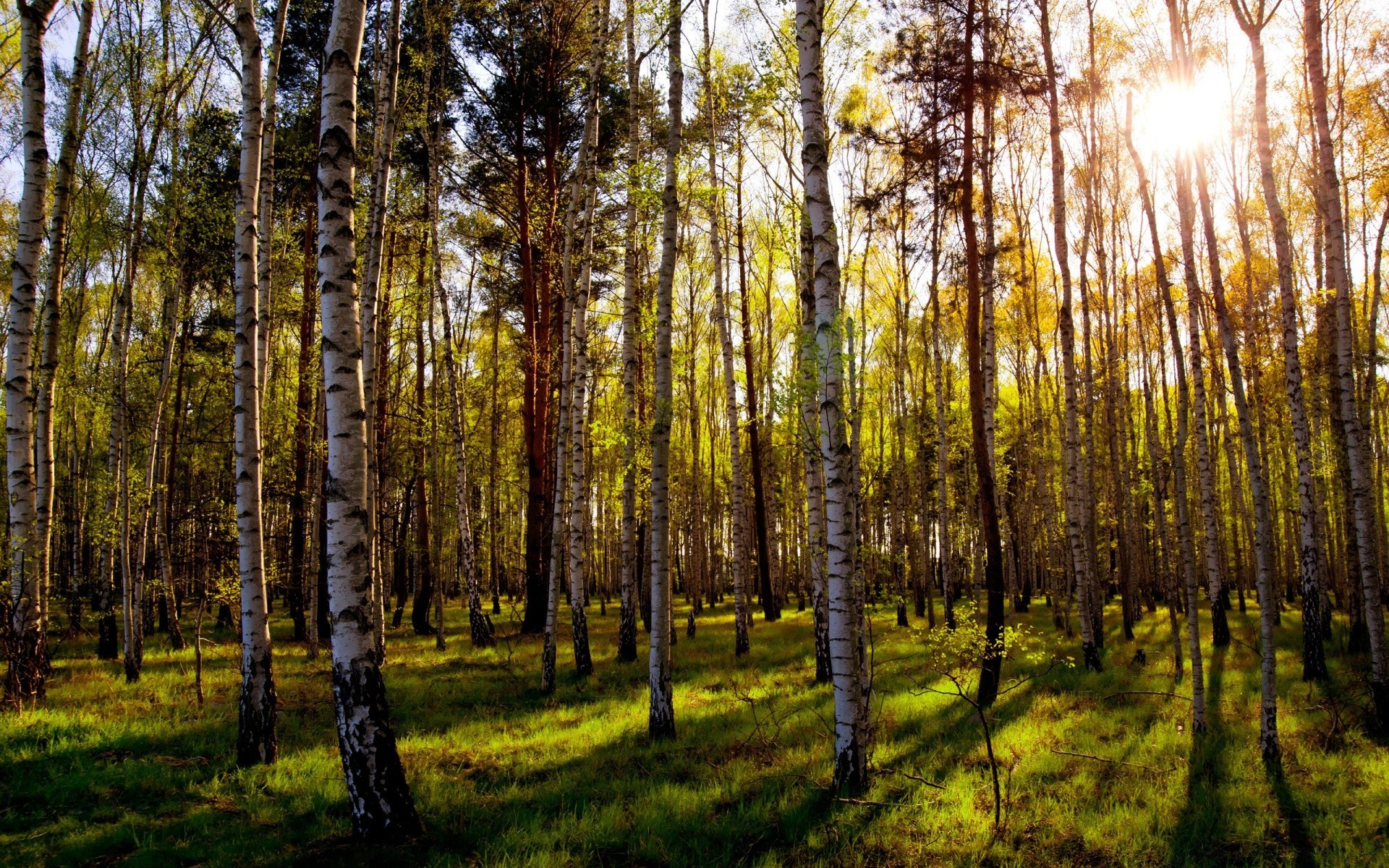 forest wood tree landscape nature fair weather leaf sun environment outdoors park dawn season trunk rural countryside lush scenic bright fall