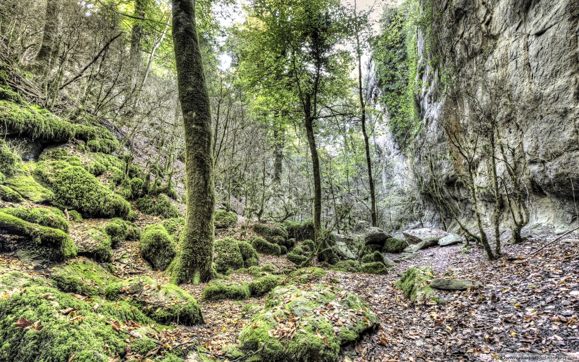 foresta legno natura paesaggio albero muschio foglia ambiente flora parco selvaggio all aperto lussureggiante foresta pluviale giungla paesaggio scenic estate stagione