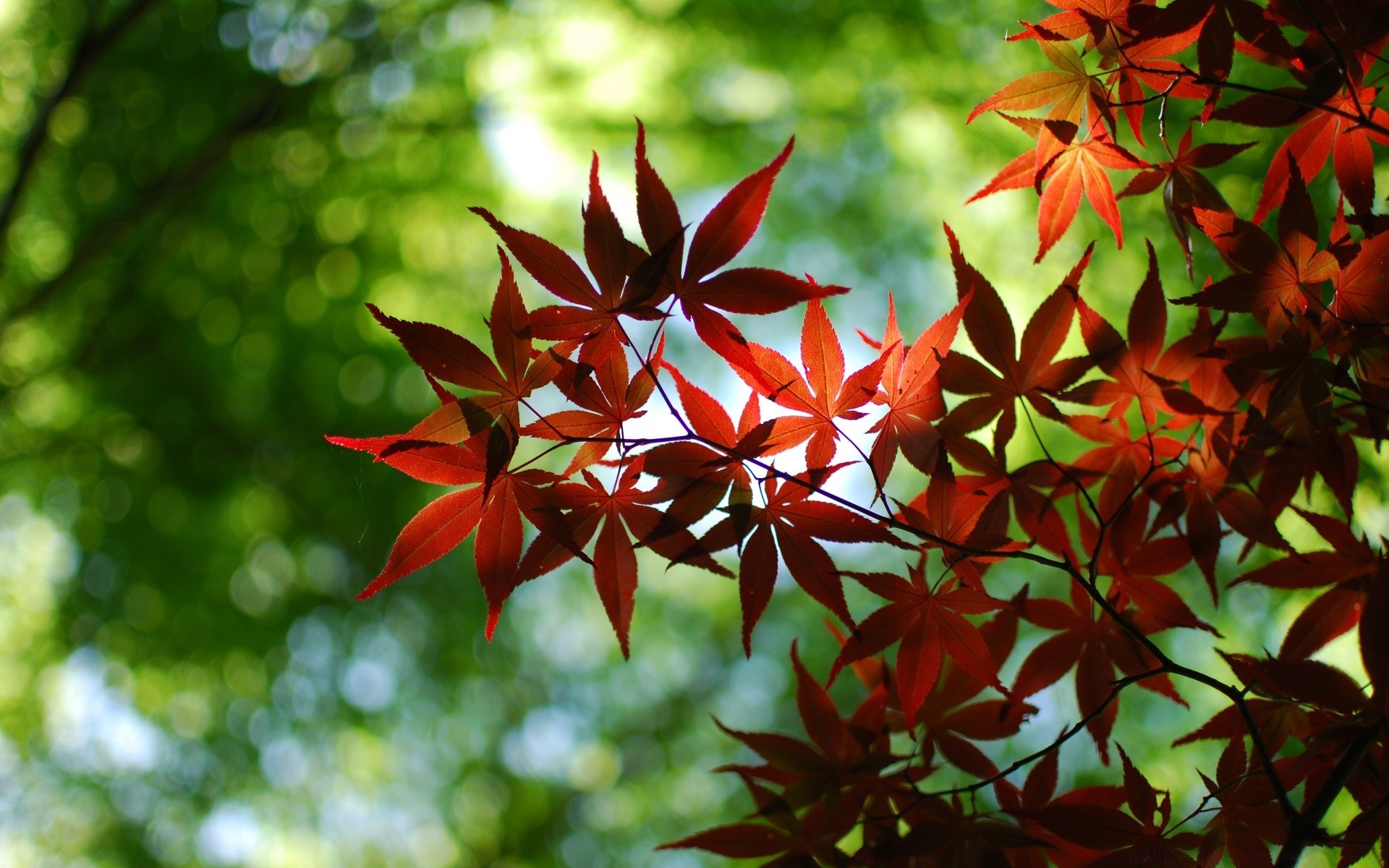 forêt feuille nature flore lumineux arbre saison couleur été jardin à l extérieur croissance