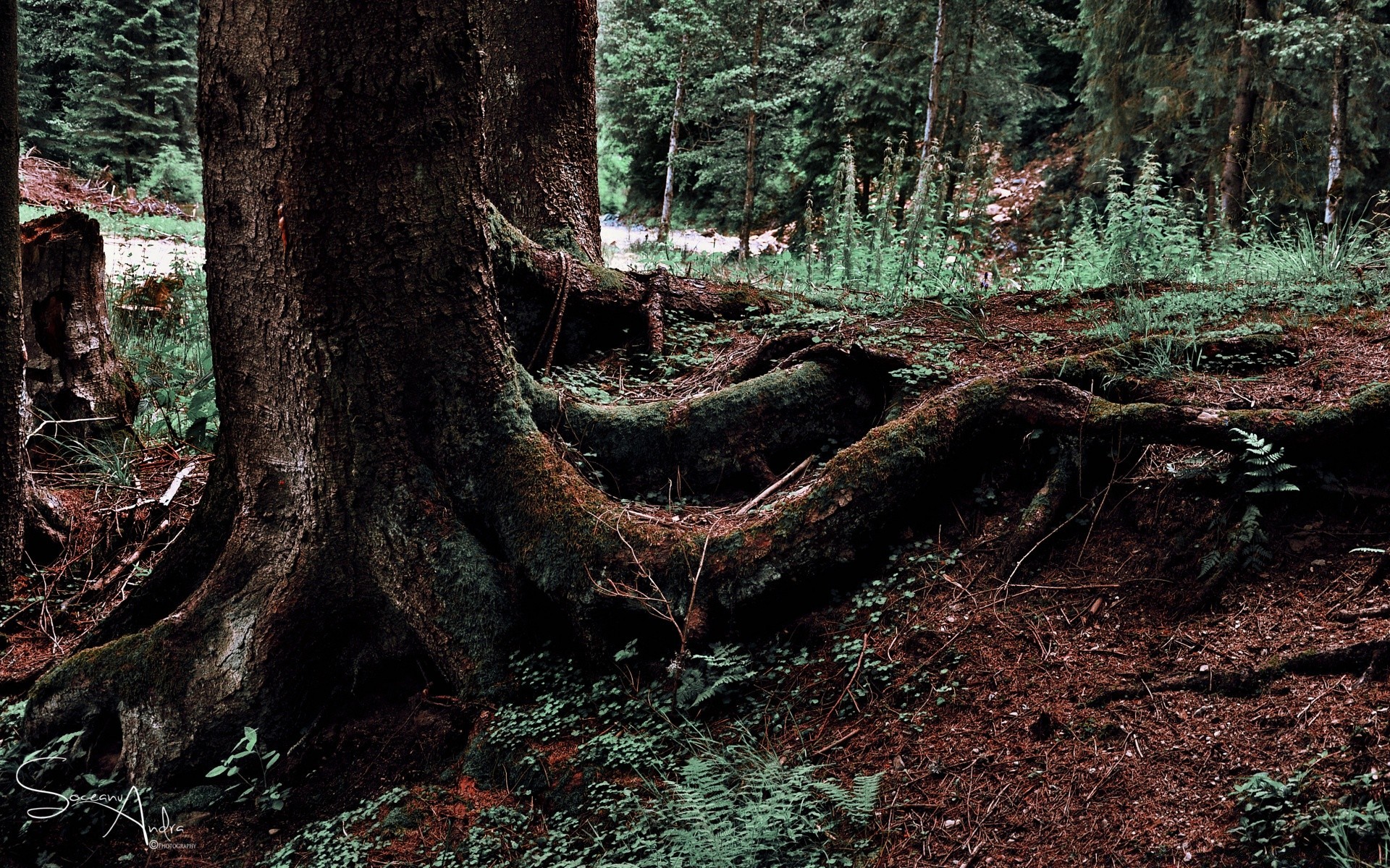 bosque madera árbol naturaleza tronco hoja al aire libre medio ambiente musgo corteza parque paisaje coníferas viajes raíz otoño flora revista