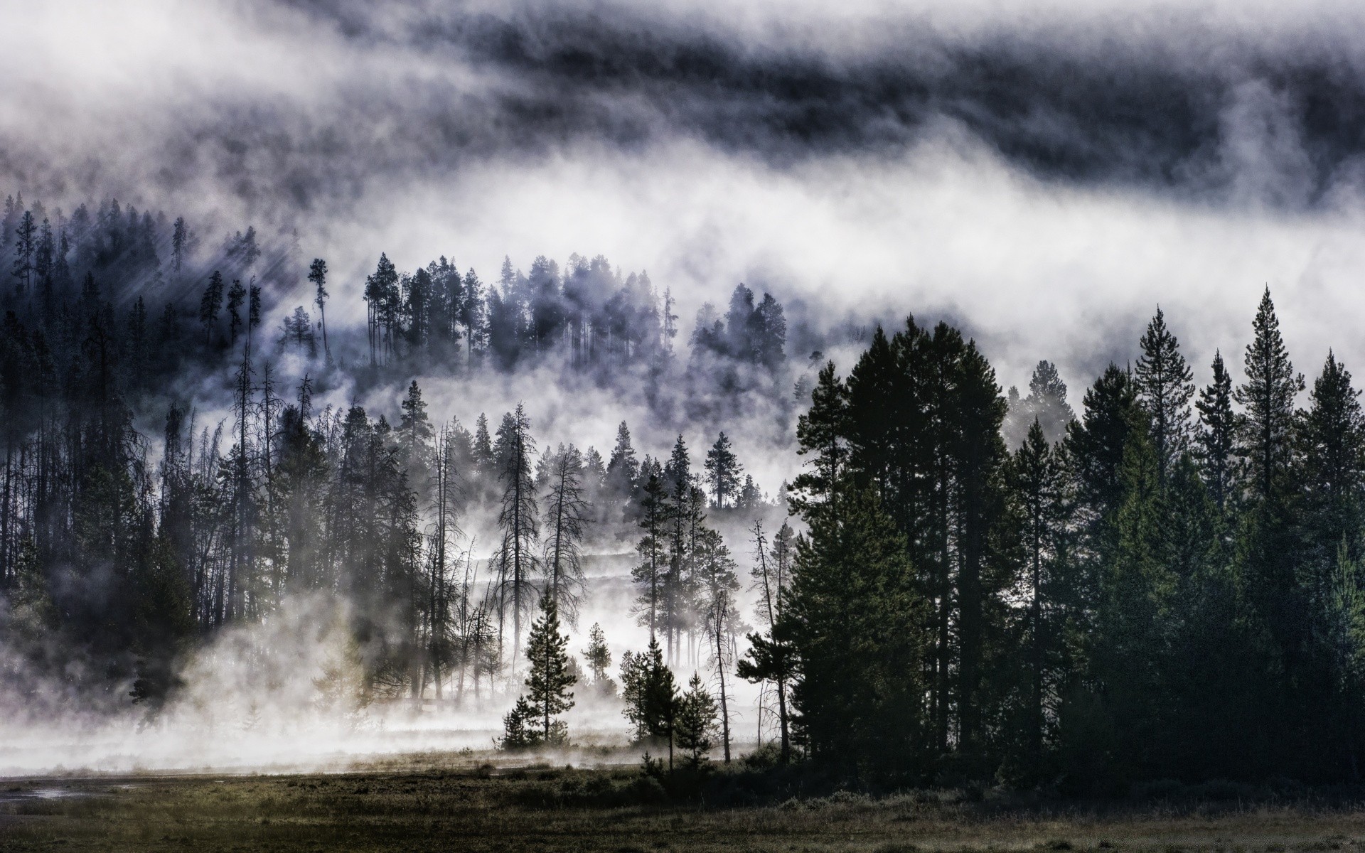 las drewno mgła mgła krajobraz natura drewno na zewnątrz świt niebo jesień pogoda