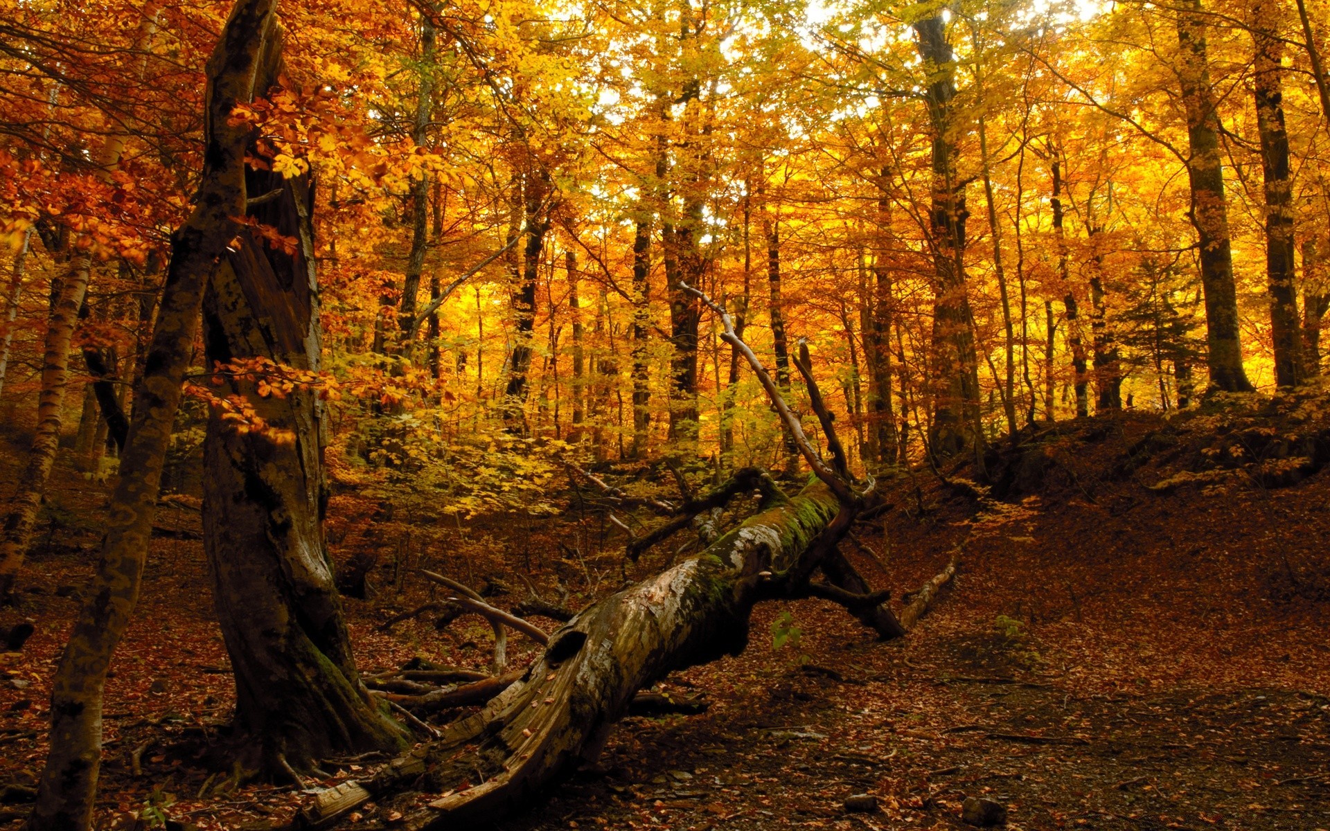 forest wood fall tree leaf nature park landscape scenic outdoors daylight gold fair weather maple environment season light