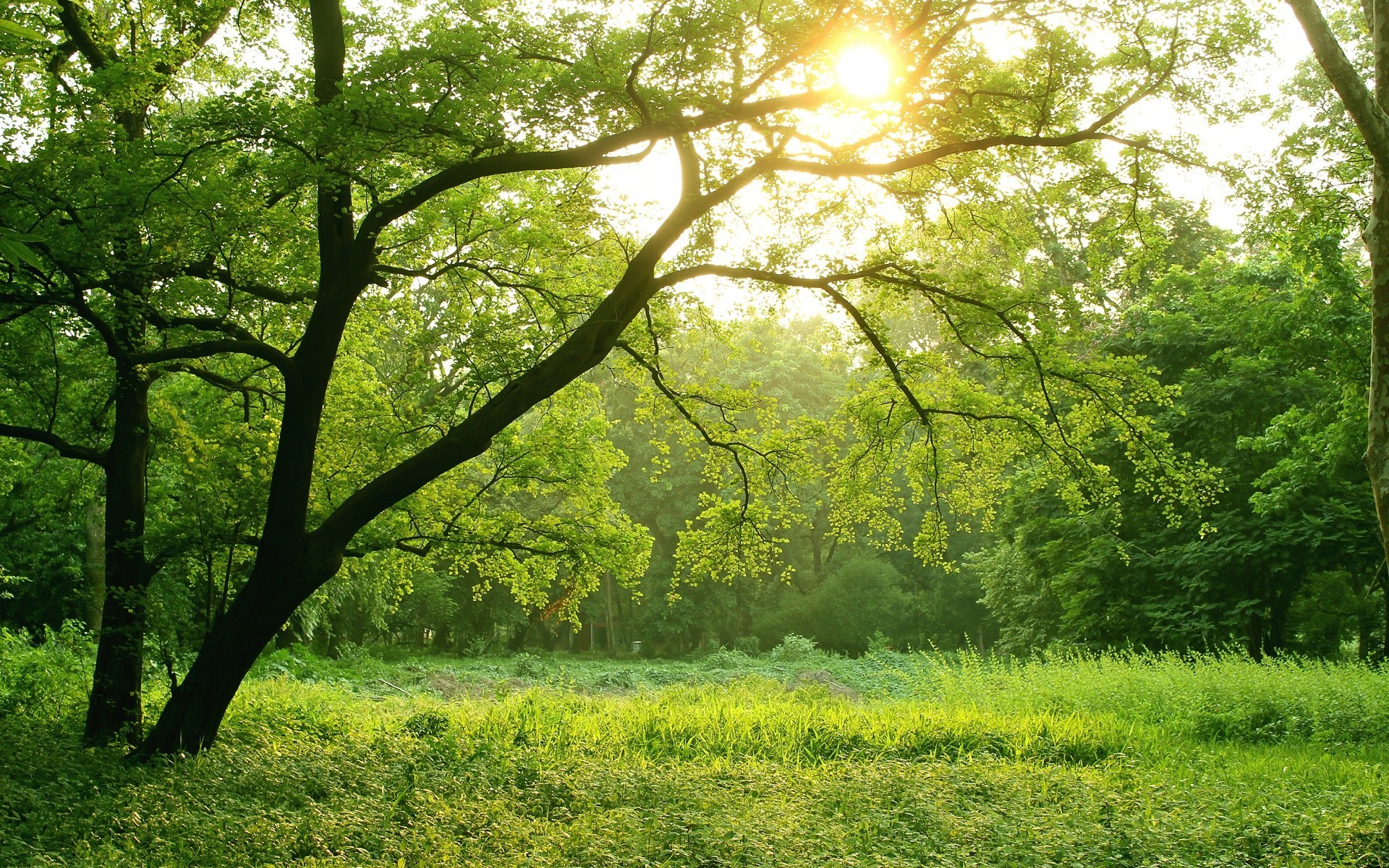 forest landscape tree wood nature season leaf scenic scenery rural scene park environment countryside fair weather dawn grass sun lush branch summer