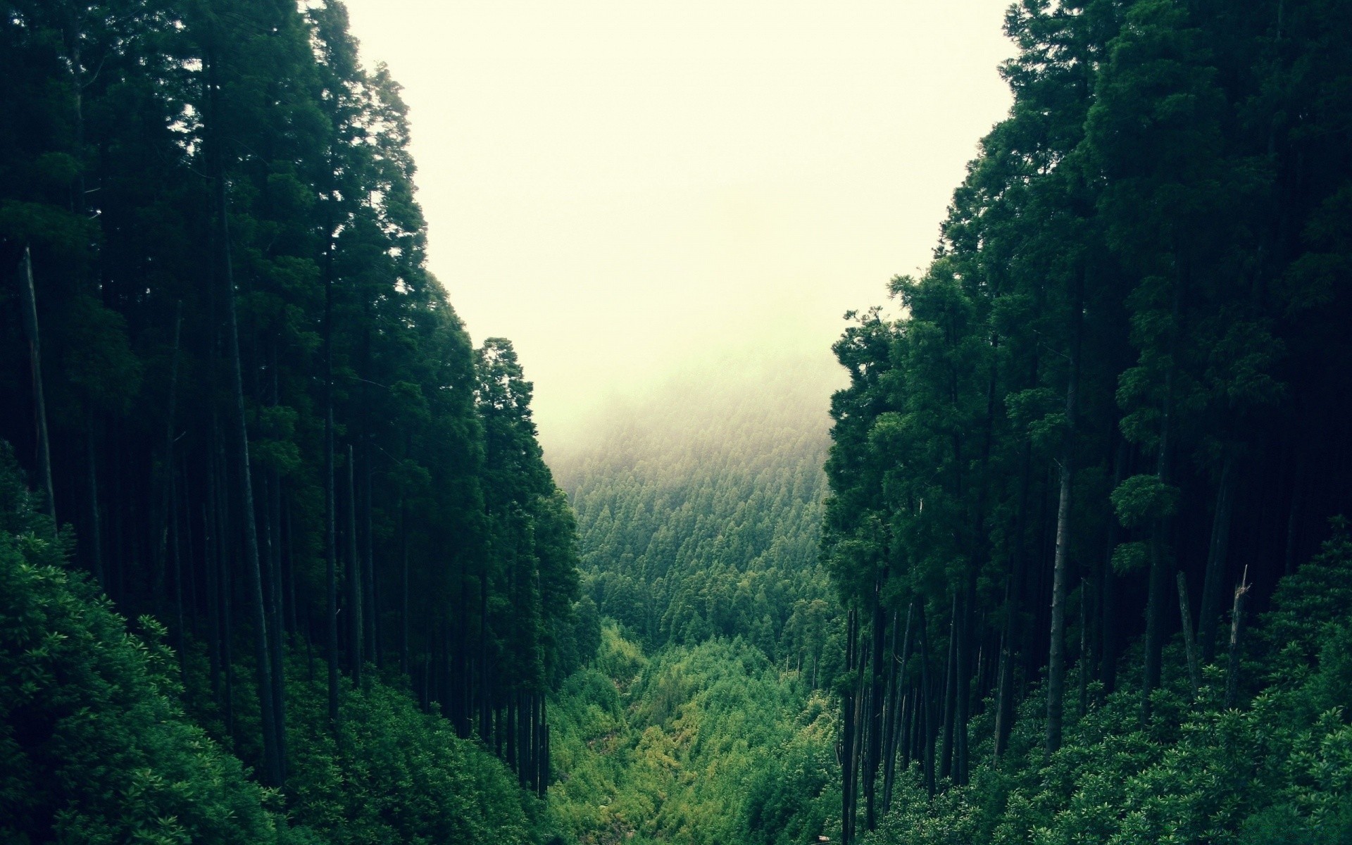 forêt bois brouillard bois à l extérieur nature brouillard paysage lumière du jour voyage feuille conifère luxuriante scénique environnement route evergreen montagnes aube