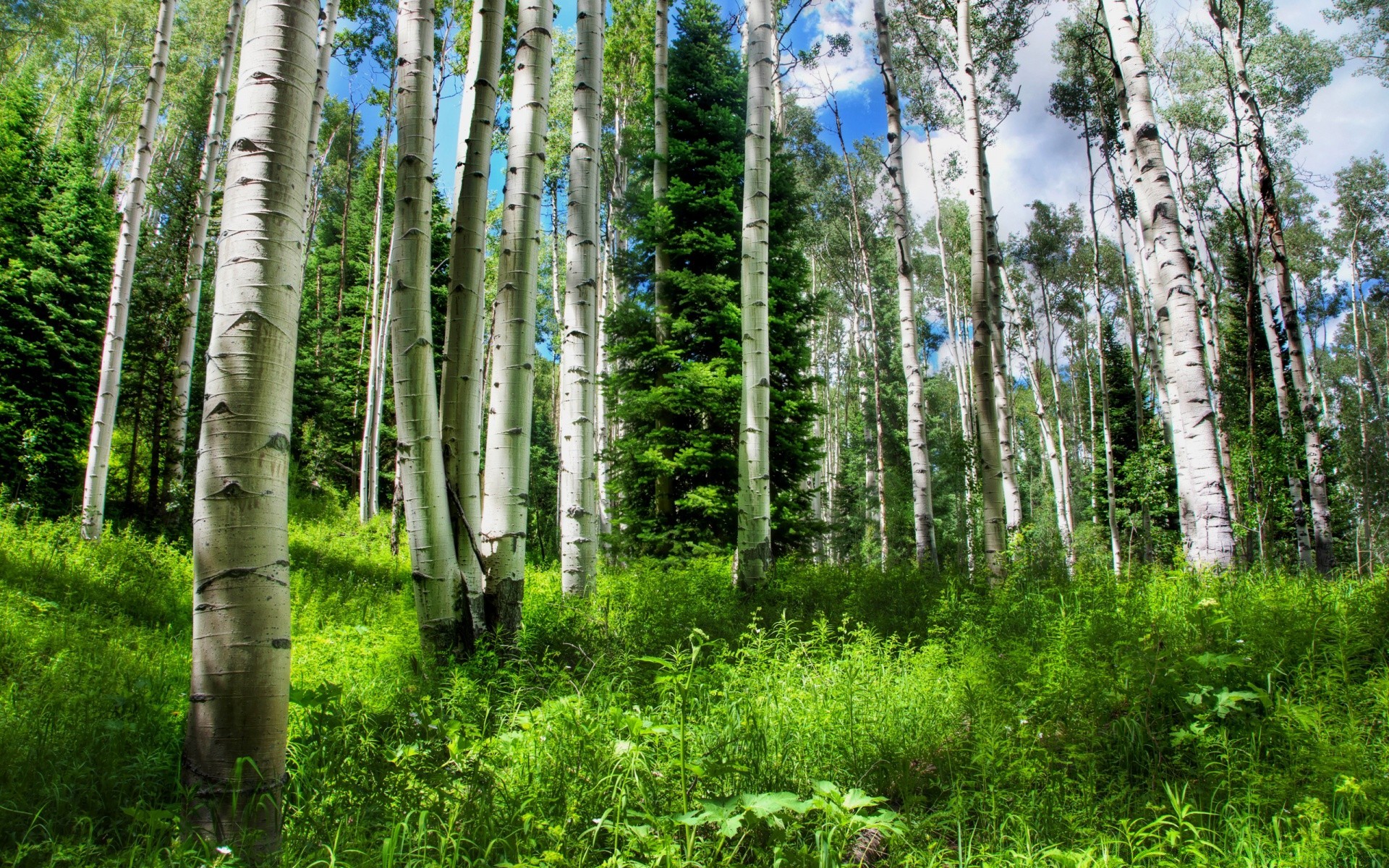 bosque madera naturaleza paisaje árbol medio ambiente flora hoja tronco abedul al aire libre corteza verano buen tiempo exuberante salvaje rural ecología parque temporada