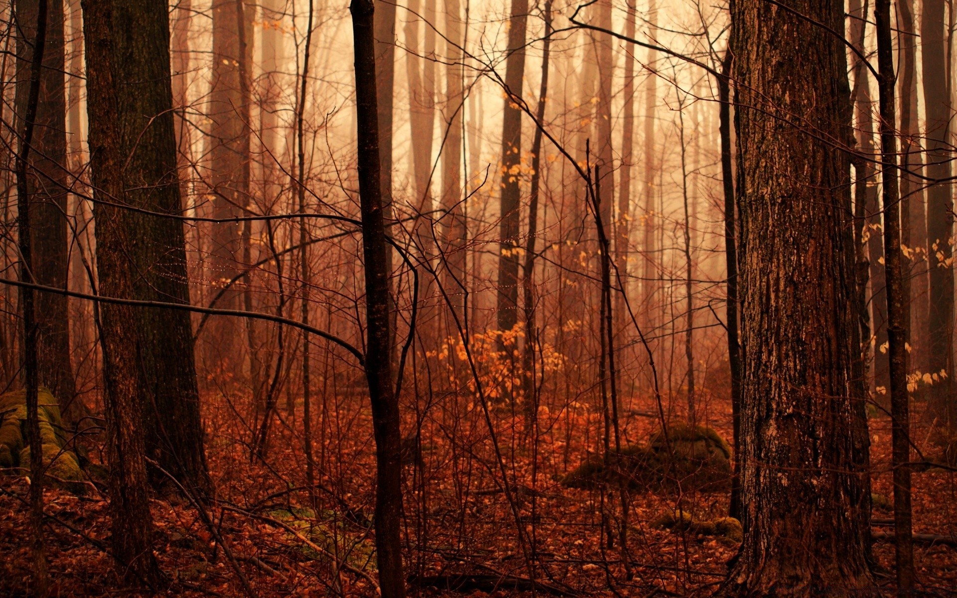 forest wood tree fall dawn nature leaf landscape fog park light mist sun fair weather backlit branch shadow