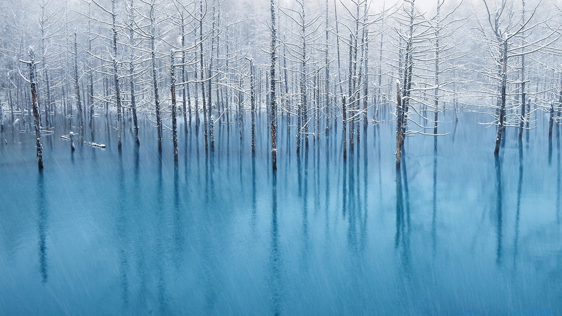 forêt hiver neige gel froid bois glace nature congelé givré météo saison arbre paysage lumineux