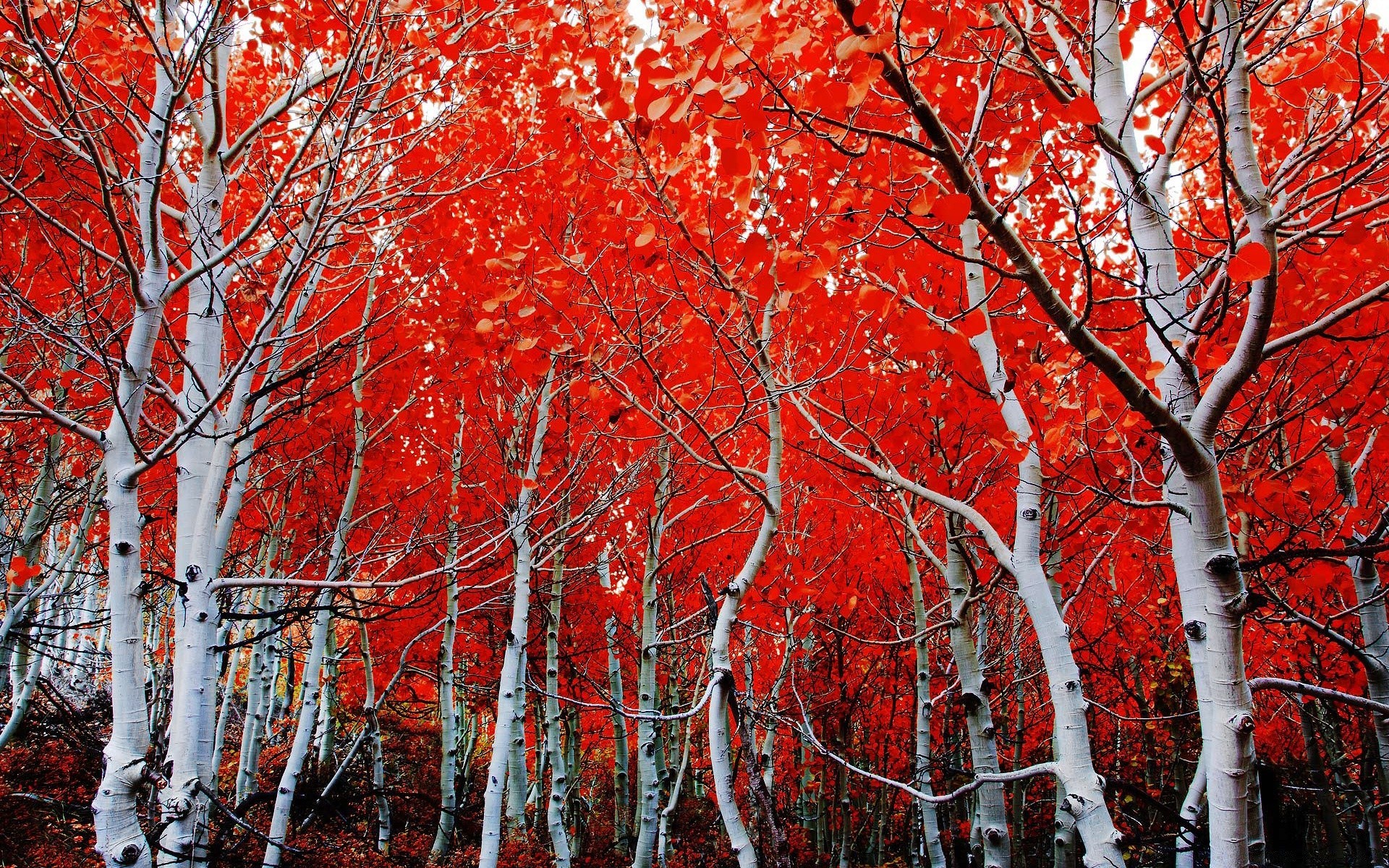 forest fall season winter branch landscape leaf tree wood bright nature snow park