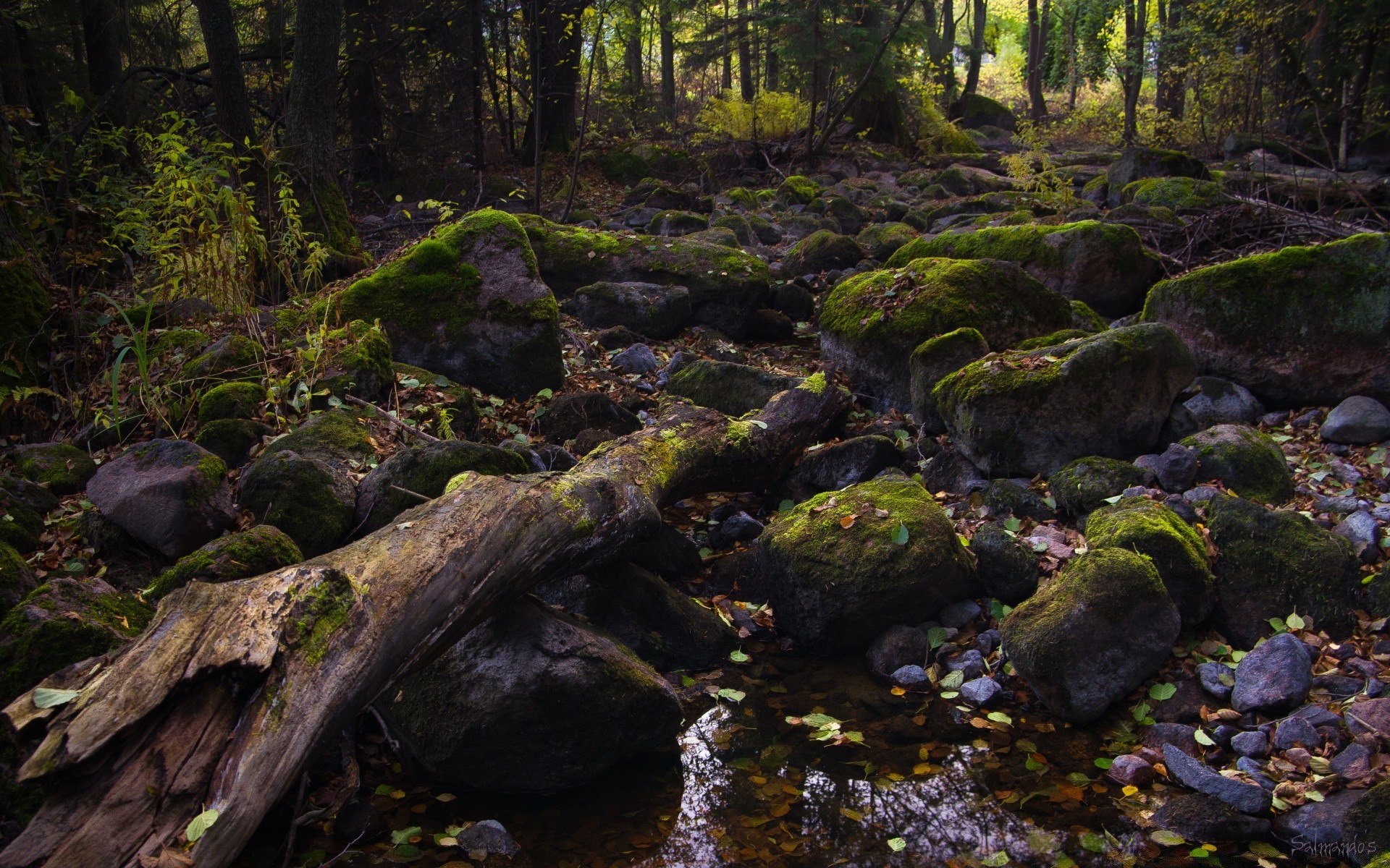 wald moos landschaft wasser holz fluss holz fluss natur blatt rock im freien herbst park moos umwelt fern wasserfall