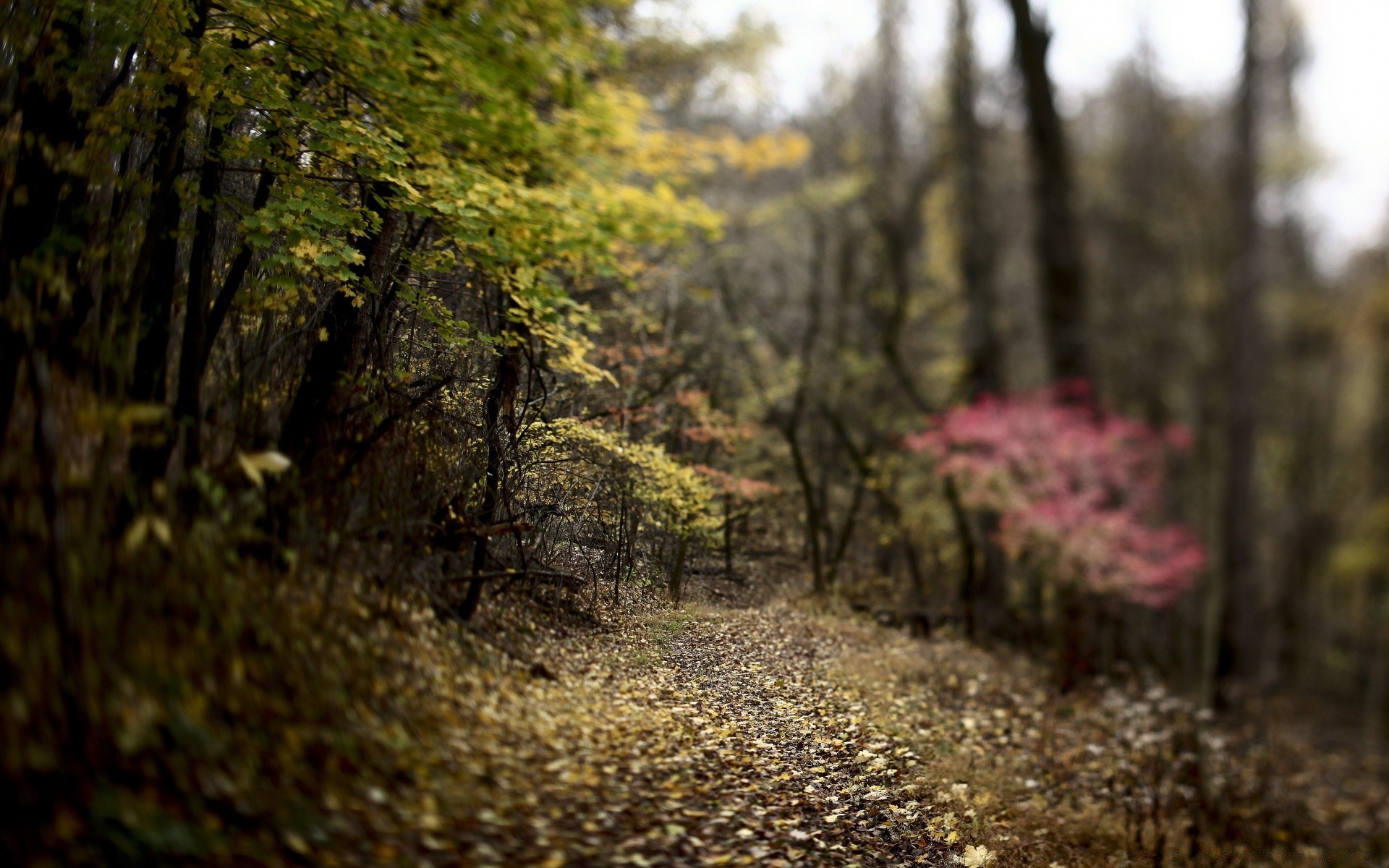 forest wood nature tree fall landscape leaf outdoors park fair weather dawn season sun scenic