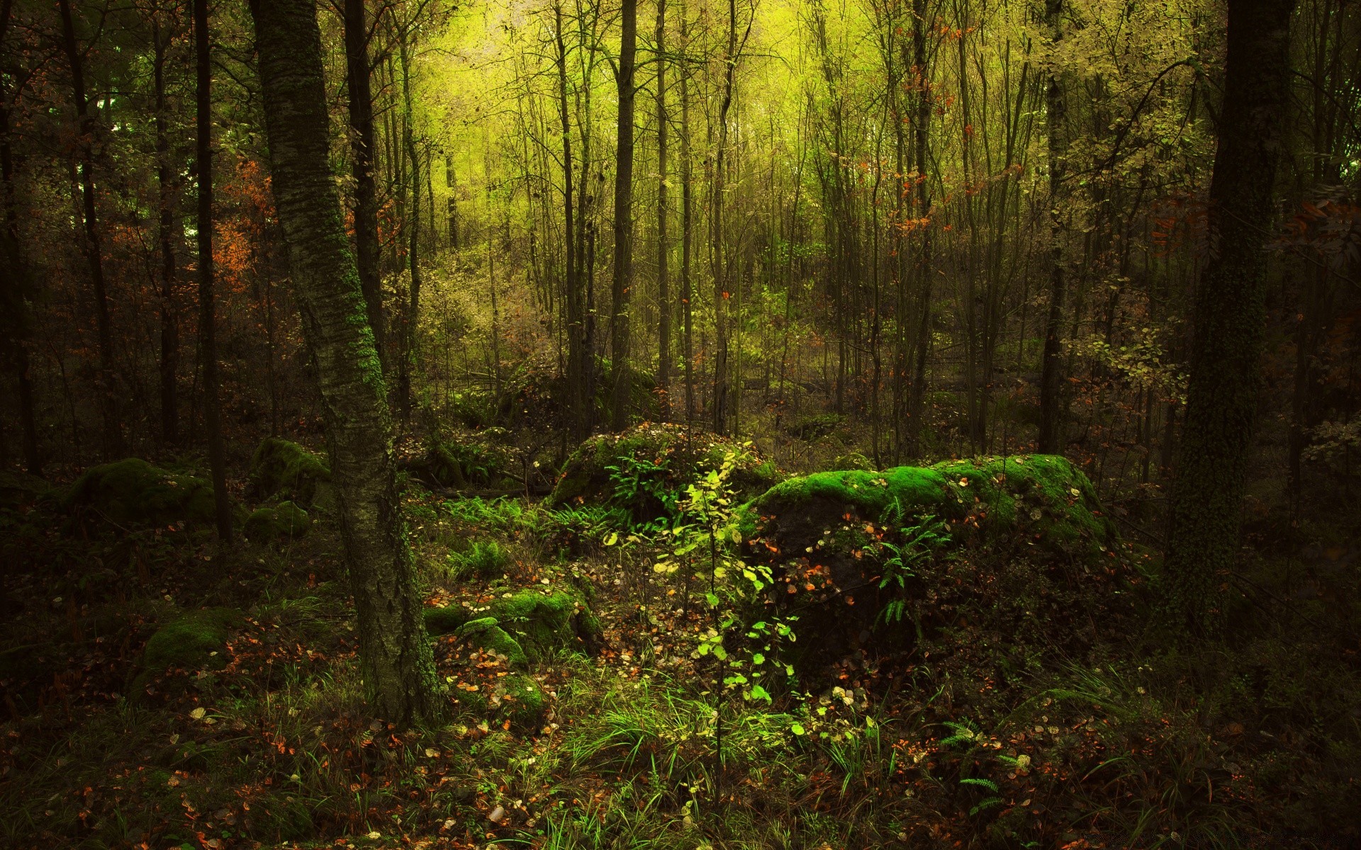 foresta legno paesaggio albero foglia parco natura luce ambiente sole alba nebbia muschio bel tempo lussureggiante autunno